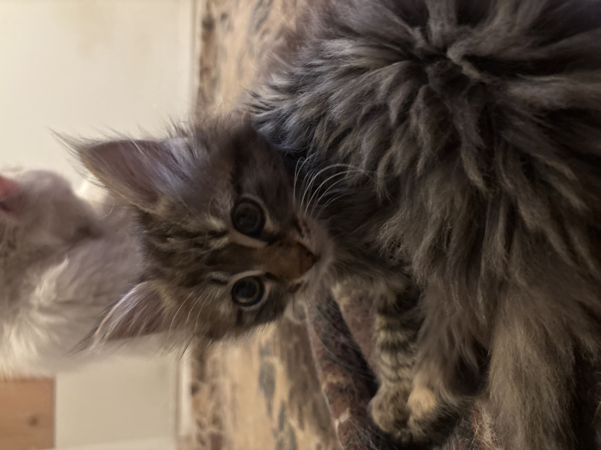 A close-up photograph shows a long-haired tabby kitten. The kitten has brown fur with dark tabby markings and large, round eyes. It appears to be lying down, with part of its body obscured. In the background, to the left, is another blurred, light-colored animal. The background is blurry and it is not possible to see the location. There is no evidence to suggest this photograph was taken in the city of Asenovgrad, Bulgaria.