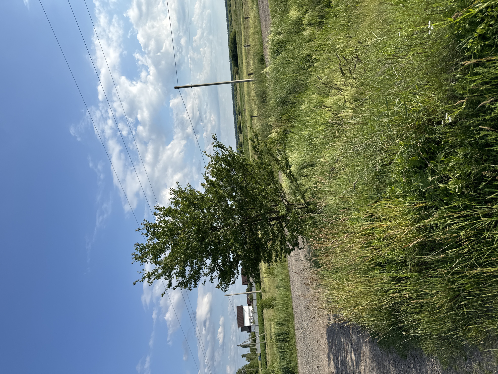 The image depicts a rural landscape scene in Dovhe, Ukraine. A dirt road runs through a grassy field, bordered by tall green grass. A small tree stands next to the road, casting a shadow. In the background, there are hints of buildings and utility poles with power lines stretching across the sky. The sky is a vibrant blue, dotted with fluffy white clouds, suggesting fair weather. The overall impression is one of a peaceful, sunny day in the countryside. There is no visible text in the image.