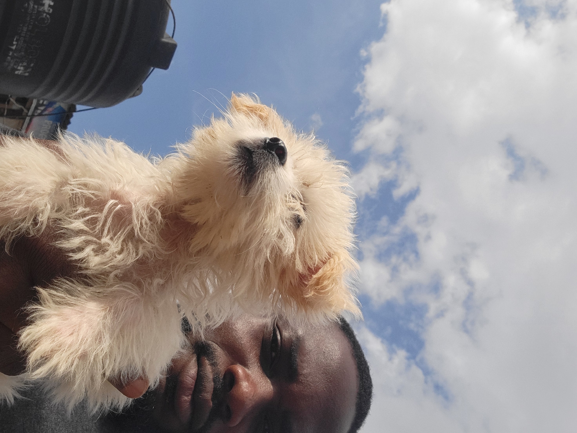 The image presents a low-angle, close-up view of a person holding a small, fluffy puppy against a bright blue sky. An adult with dark skin and short dark hair is partially visible, holding the cream, white, and light brown puppy up. The puppy's face, with a prominent dark nose and shaggy fur, is central, and it appears to be looking upwards.
The setting is outdoors, bathed in bright daylight, indicating midday or early afternoon. The sky is clear blue with scattered white, fluffy clouds. In the upper left background, a dark, cylindrical object, possibly a water tank or drum, is partially visible. Faint, light-colored text can be discerned on its surface, but it is illegible. The interaction between the person and the puppy appears calm and gentle. The image lacks specific visual cues for the stated location of Barakin Akawo, Nigeria, beyond the general outdoor environment.