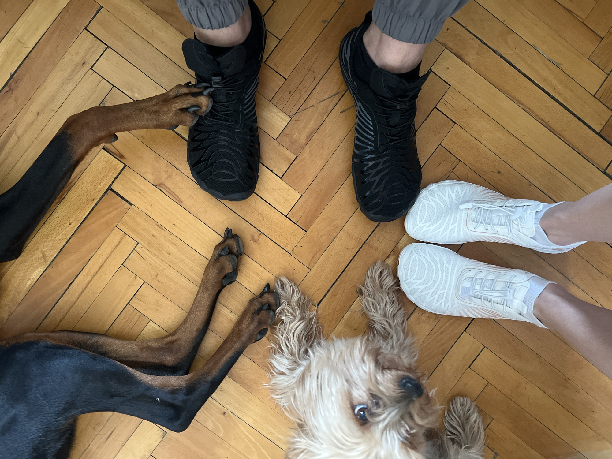 From an overhead perspective, the image shows a wooden parquet floor, two people wearing running shoes, and two dogs. One person is wearing black running shoes and gray pants. The other person is wearing white running shoes and white socks. A Doberman Pinscher lays on the left, with its front paws extending towards the person wearing black shoes. A terrier lays to the right, its face near the person wearing white shoes. The photo may be taken inside of a home in Sofia, Bulgaria.