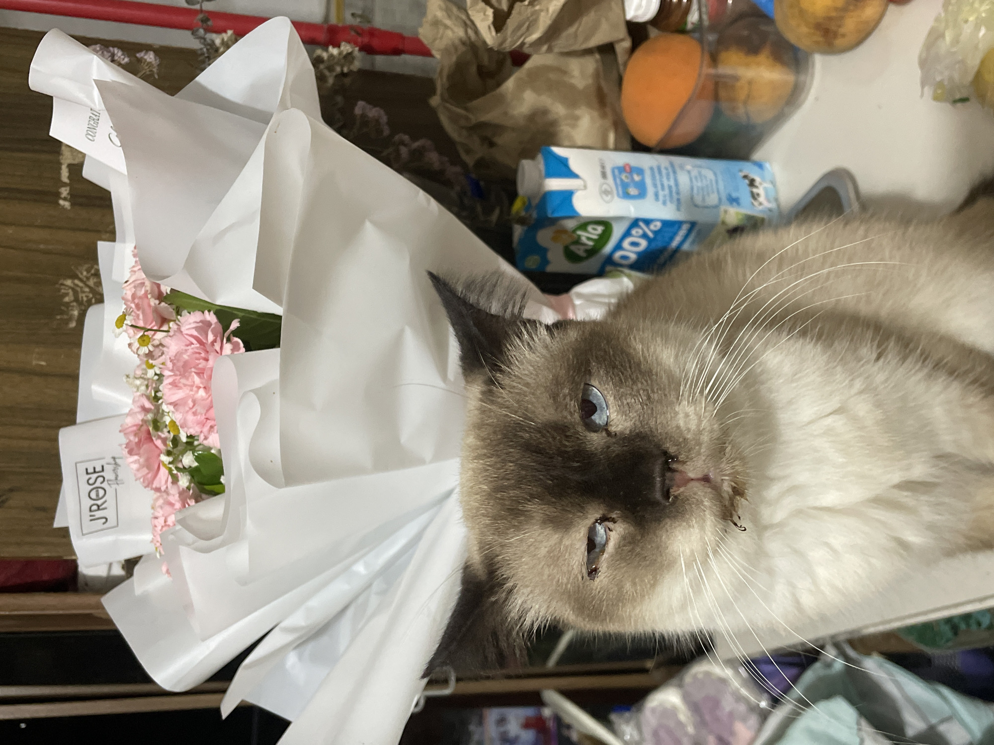 The image shows a close-up of a cat lying down with a bouquet of pink carnations and daisies. The cat has light brown fur with darker brown points and blue eyes. It appears to be resting on a white surface.
In the background, there are various objects including a carton of Arla 100% milk, a brown paper bag, an orange sphere, and a clear container with yellow fruits. The scene suggests an indoor setting, possibly a countertop or table. The lighting indicates it could be daytime.
The bouquet is wrapped in white paper. On the paper wrapping, the text "J'ROSE Florist" is visible, along with "CONGRAT". There are also some dried flowers scattered around the bouquet. The overall impression is one of a domestic setting, possibly a gift arrangement with a pet present. The cat's relaxed posture suggests a calm environment. The text "Davao City, Philippines" provides a specific geographical context.