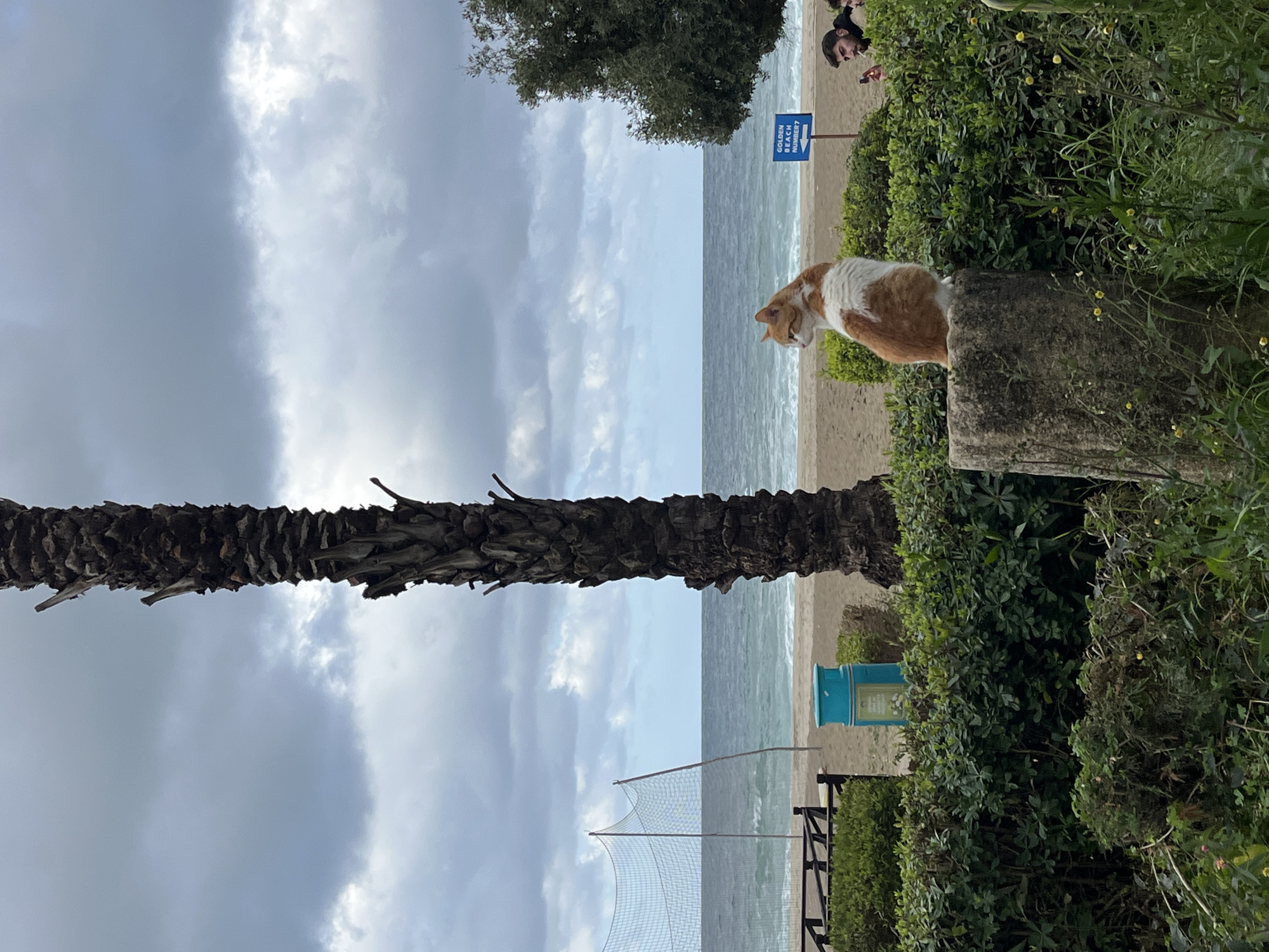 A coastal scene in Alanya, Turkey, includes a beach with a volleyball net, partially obscured by a palm tree trunk. A cat sits on a concrete structure surrounded by greenery overlooking the beach. A sign pointing towards 'Golden Beach Number 7' is visible. The weather appears overcast, with a cloudy sky. People are seen in the background.