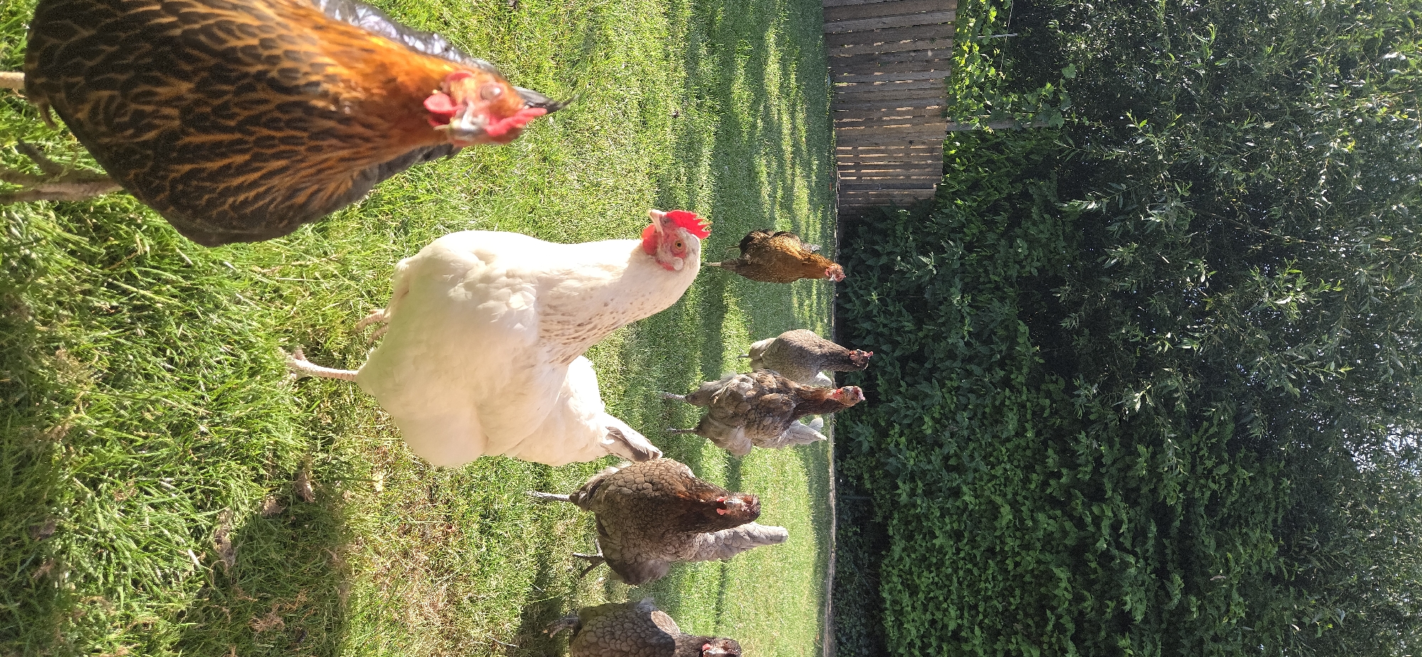 A flock of approximately ten chickens is gathered on a grassy lawn in a backyard. A wooden fence runs along the left side of the frame, behind which are trees. The chickens are of various breeds and colors, including white, brown, and black and brown speckled. Some chickens are pecking at the grass, while others are standing and looking around. The scene is bathed in sunlight, casting shadows on the grass. There is no indication of the specific location within Eeklo, Belgium, as the image only depicts a backyard setting.
