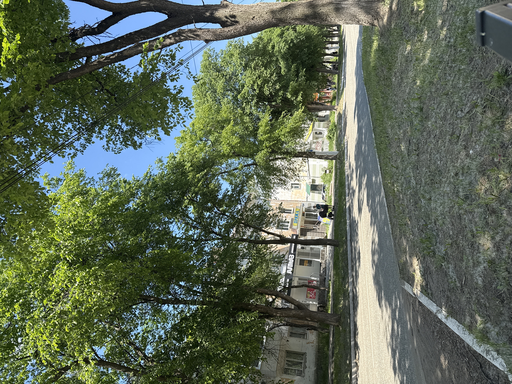 This is an eye-level, medium shot taken on a sunny day in Chaikovsky, Russia, of a tree-lined street. On the left side of the street, there are low-rise buildings with some storefronts visible, including signs with Cyrillic lettering that reads "АЛМАЗ" and "ПРЯЖА." A woman is pushing a stroller on the sidewalk. On the right side of the street, a large tree with rough bark is in the foreground, and further down the street, more trees with lush green leaves form a canopy over the sidewalk. A road with white lane markings runs through the middle of the image, shaded by the trees. The ground is covered in grass and dirt. Overhead, power lines are strung between poles.