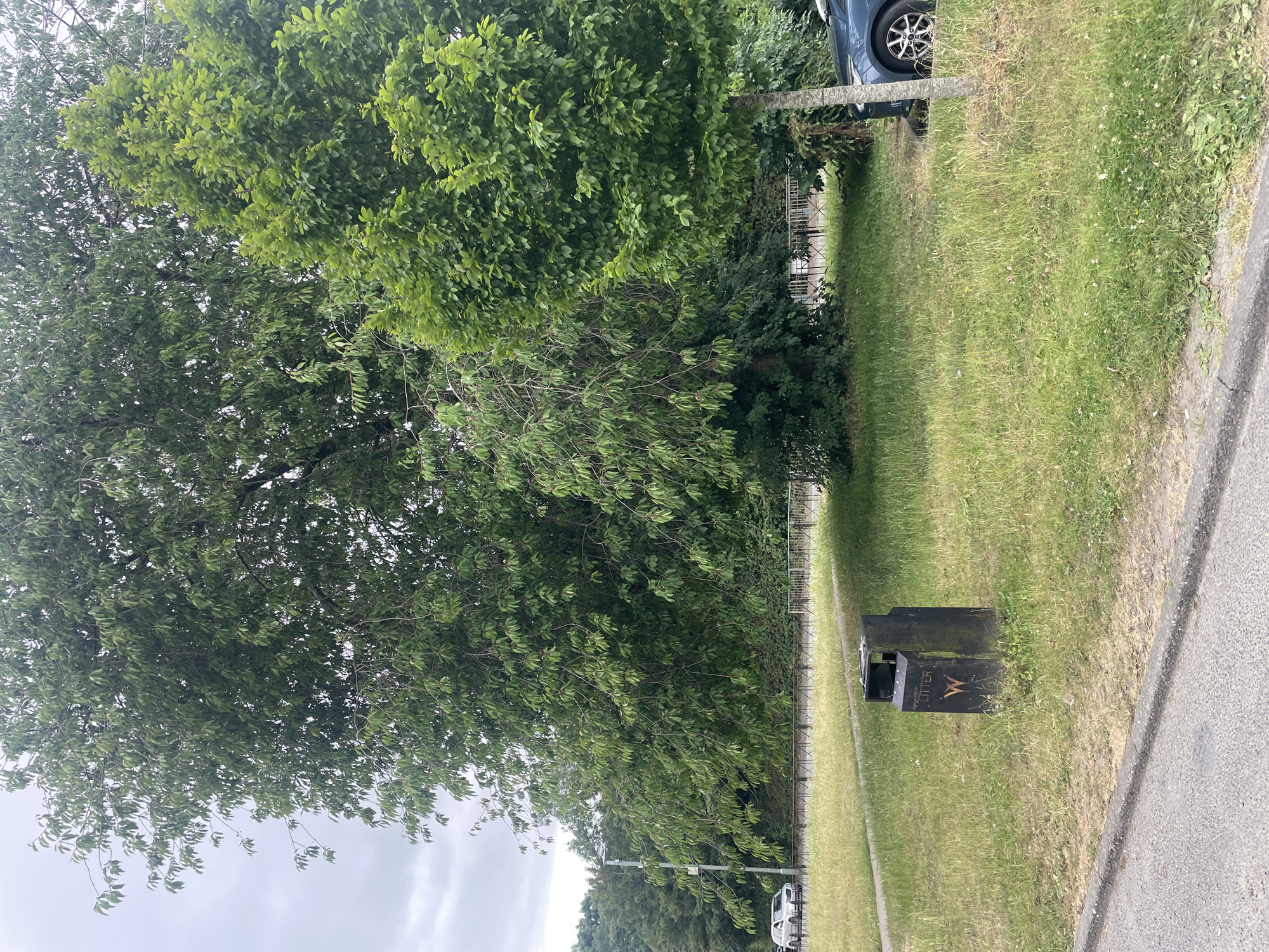 In an outdoor scene, a dark green litter bin stands in the grass. The bin has the word "LITTER" printed on its side in white letters and a stylized "W" logo below it. Behind the bin, a light gray asphalt road is visible, bordered by a strip of grass. Further back, a black metal fence runs parallel to the road, separating it from a grassy verge. Beyond the fence, a dense line of green trees forms a backdrop. A silver car is parked on the right side of the frame, partially visible. The sky above is overcast and gray.