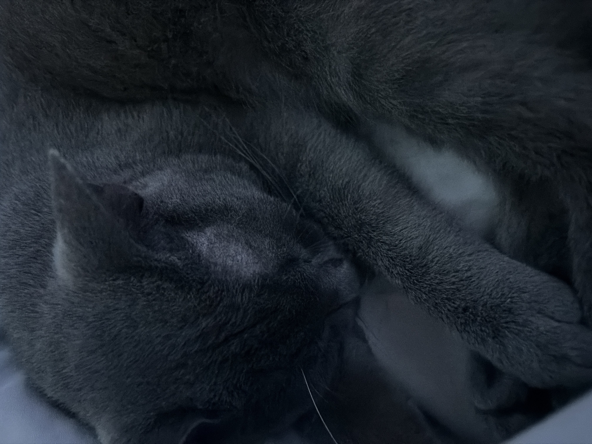 A grey cat is curled up, asleep. The cat's head is to the left, with one ear visible. The cat's paw is near its face. The background is a blurry light blue, possibly a blanket or bedding. The location and city of Chaikovsky, Russia, are not evident from the image.