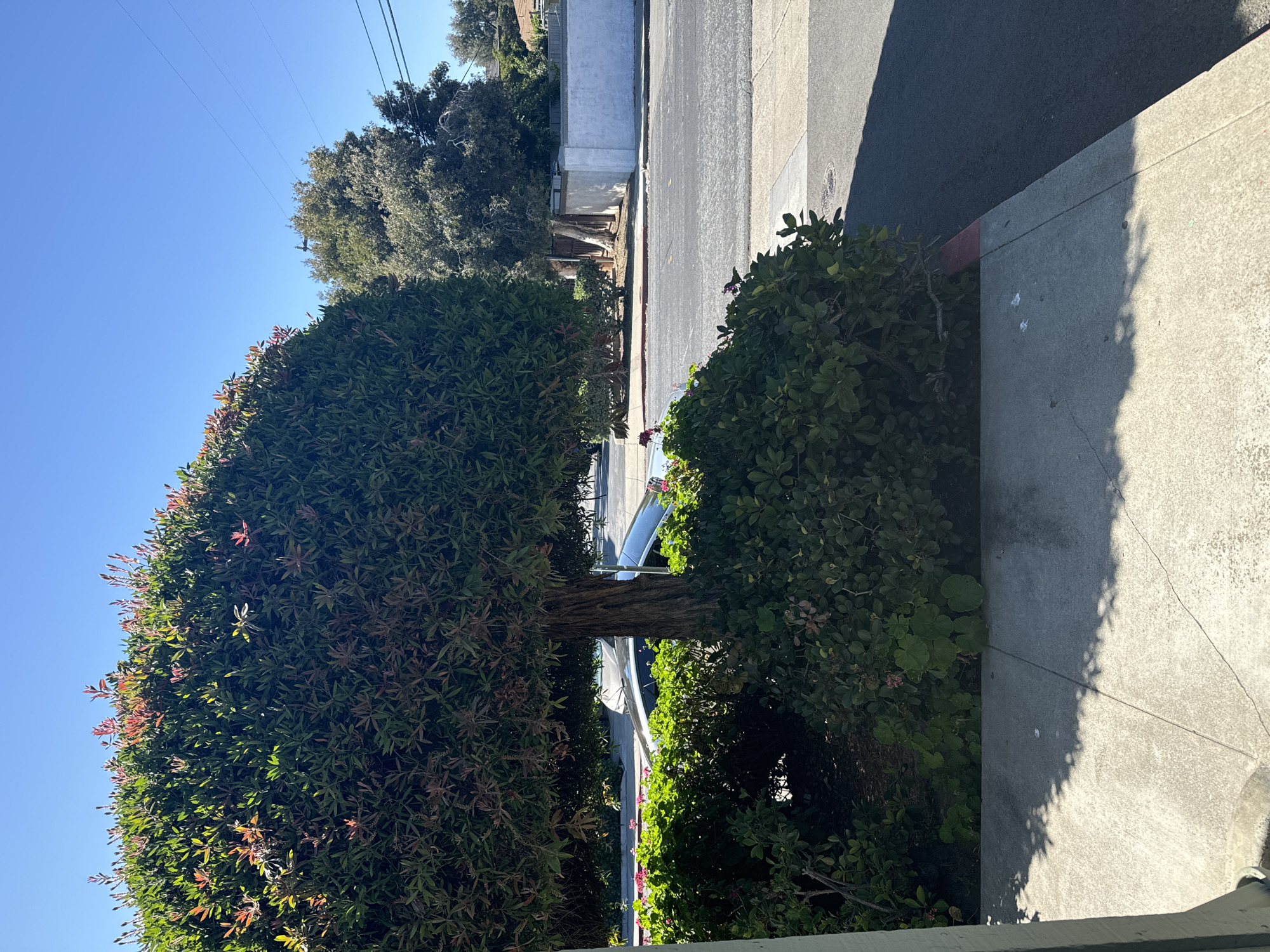This is a daytime, eye-level, outdoor photograph taken in San Mateo, California, United States of America. In the foreground, a concrete sidewalk is visible, casting dappled shadows from an overhead tree. To the left, the edge of a building is partially in frame. The midground features a large, manicured evergreen tree with reddish new growth at its crown. Beneath the tree, a dense, green shrubbery partially obscures a parked car, only the top portion of which is visible. A paved street runs horizontally across the image, with a curb separating it from the sidewalk. In the background, a light-colored wall runs along the property line, with trees and houses visible beyond. The sky is clear and blue.