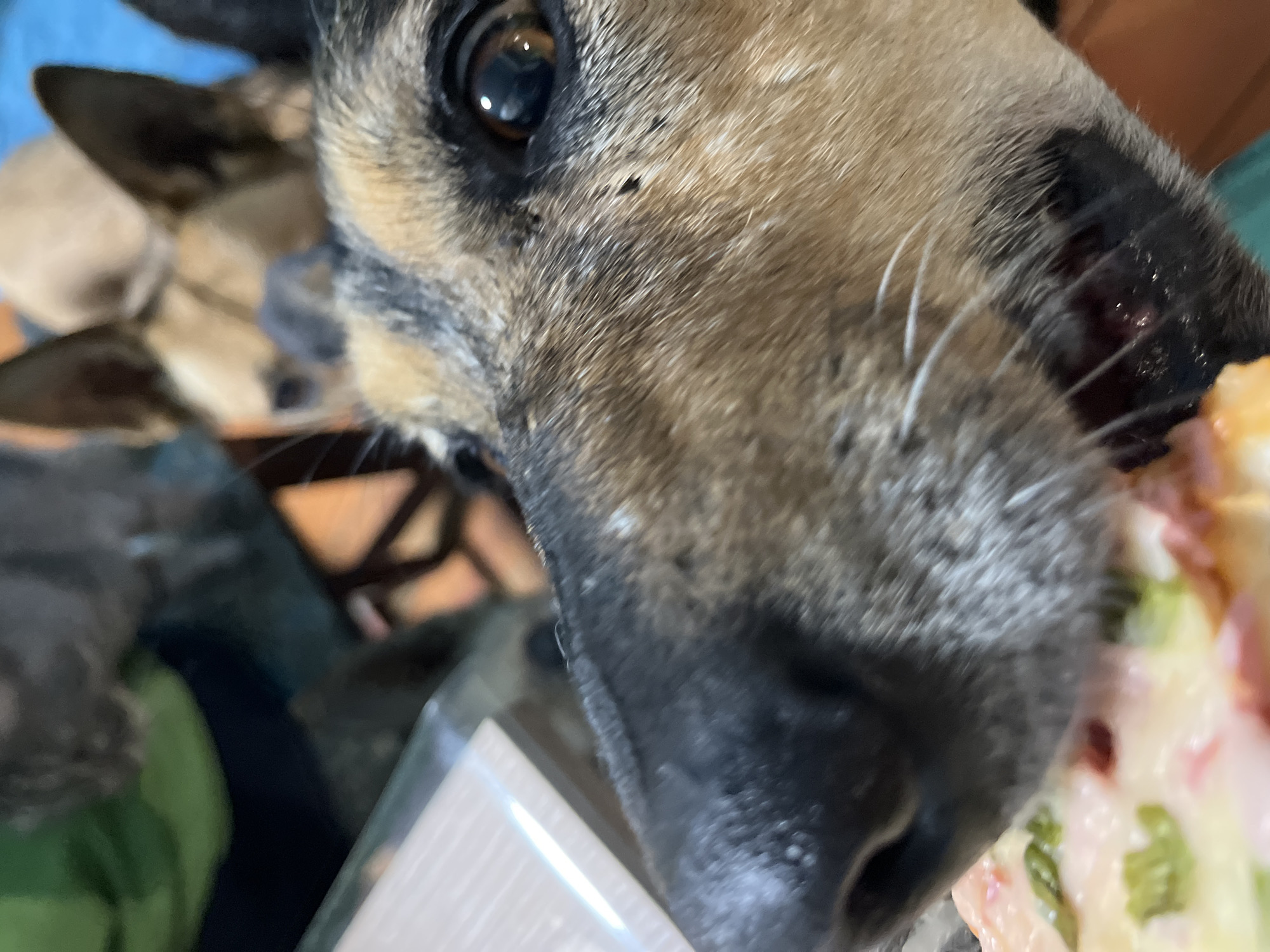 A close-up, low-angle shot captures the face of a dog intensely focused on food. The main subject is a dog with tan, black, and grey fur, its right eye, muzzle, and nose prominently featured in the foreground. White whiskers extend from its snout. Its brown eye is wide and reflects light. To the right, partially obscured by the dog's head, is a creamy dish with visible green and pink/red ingredients. In the blurred background, the ears and head of another dog are visible, also appearing to be looking towards the food. The scene takes place indoors, likely in a home setting. The primary activity is the dog's interaction with the food, suggesting it is either eating or observing it with keen interest. No text is visible in the image. The location context provided is Nizhny Tagil, Russia.