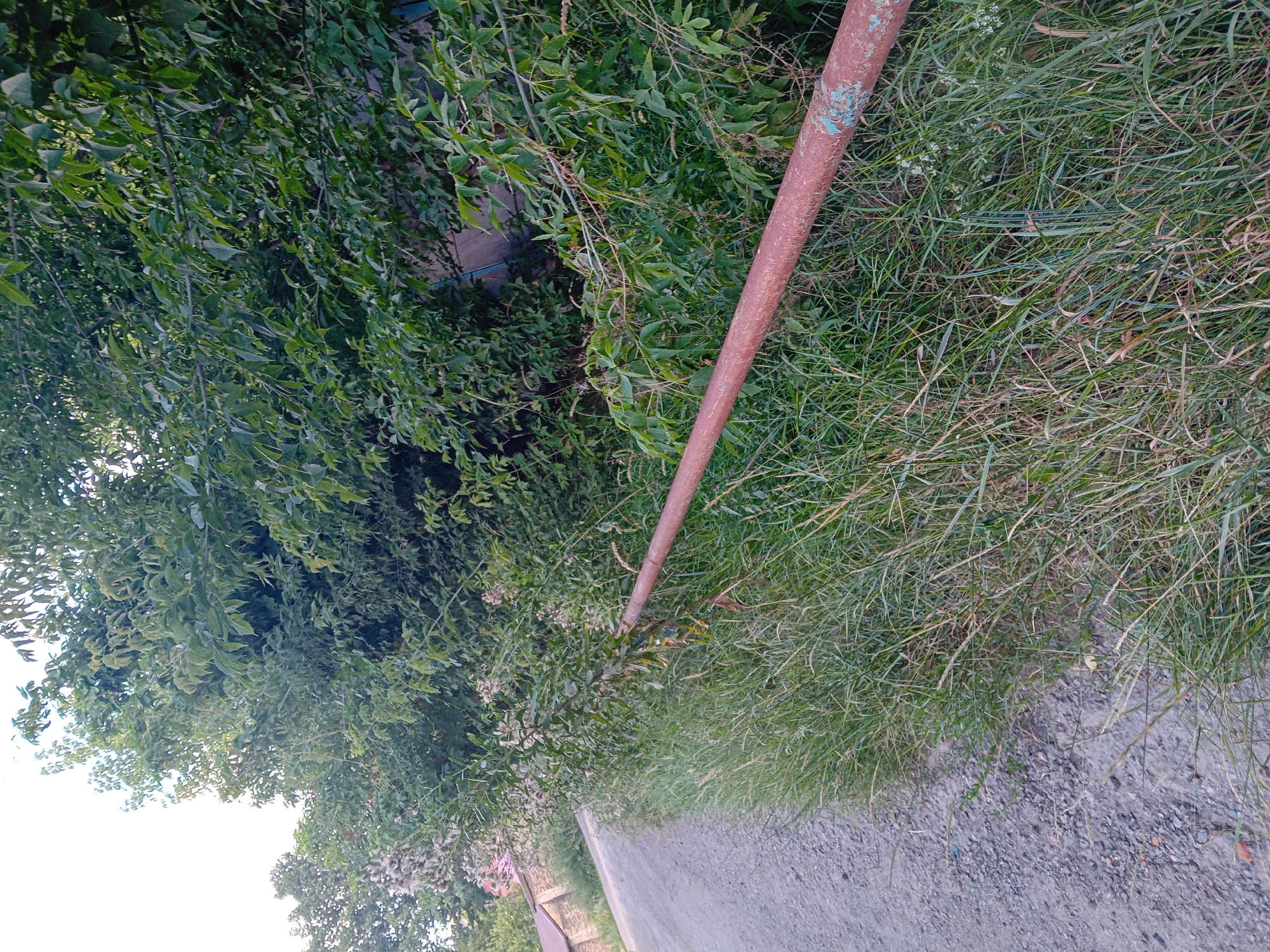 The image depicts an outdoor scene on a gravel road next to a dense line of green foliage. A rusty, reddish-brown metal pipe runs horizontally across the middle ground, supported by a dark, thin vertical post. The foliage consists of various leafy plants and grasses, with some taller, lighter-colored plants with fluffy tops visible on the left side of the image. In the background, a portion of a building with a brown roof can be seen to the left, suggesting a residential or rural setting. A greyish-blue wall is partially visible behind the foliage on the right. The sky is overcast with a bright, white glow, indicating daylight. The scene appears to be located in the city of Chuhuiv, Ukraine, based on contextual information not present in the image itself. There are no people or animals visible in the frame.