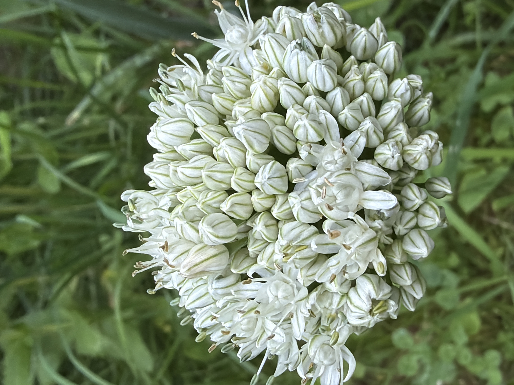 This media file is a close-up, top-down photograph of a cluster of white onion flowers. The flowers are composed of many small, bud-like florets, predominantly white with faint green stripes along their length. Some florets are still closed, tightly furled, while others are beginning to open, revealing delicate white petals and prominent stamens. The overall shape of the flower cluster is roughly spherical, with individual florets radiating outwards.
The background is a soft, blurred expanse of green foliage, suggesting an outdoor setting in natural daylight. The grass and other plants are out of focus, creating a bokeh effect that isolates the flower. There are no people or man-made objects visible in the frame. The lighting appears to be natural, likely daytime, and the weather conditions are not discernible. The image conveys a sense of natural beauty and the intricate details of a blooming plant. The location context provided is Kazan, Russia, but this information is not visually evident within the image itself. No text is visible in the media file.