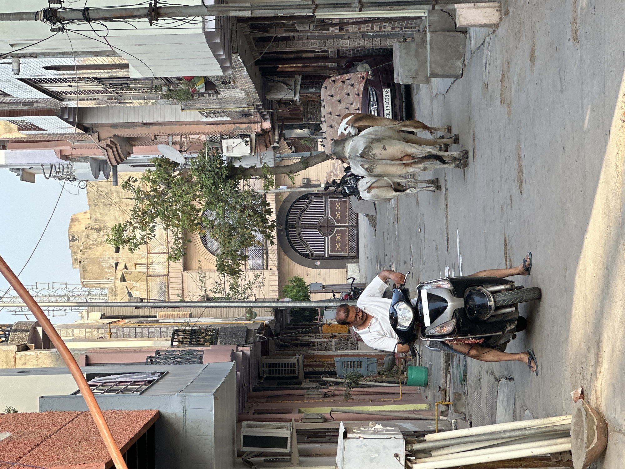 The image depicts a narrow street in Mathura, India. A man wearing a white shirt is riding a black and silver Honda scooter. In front of him, two cows are walking down the street, their rumps facing the camera. Behind the cows, a maroon car is parked with the license plate "DL 13CC 3946". The street is lined with buildings of various colors, including pink, beige, and grey. Air conditioning units are visible on the sides of the buildings. A gated archway is present further up the street. Overhead are electrical wires running between buildings. The street appears to be paved, and some debris or construction material is visible on the side of the road. The sky is clear.
