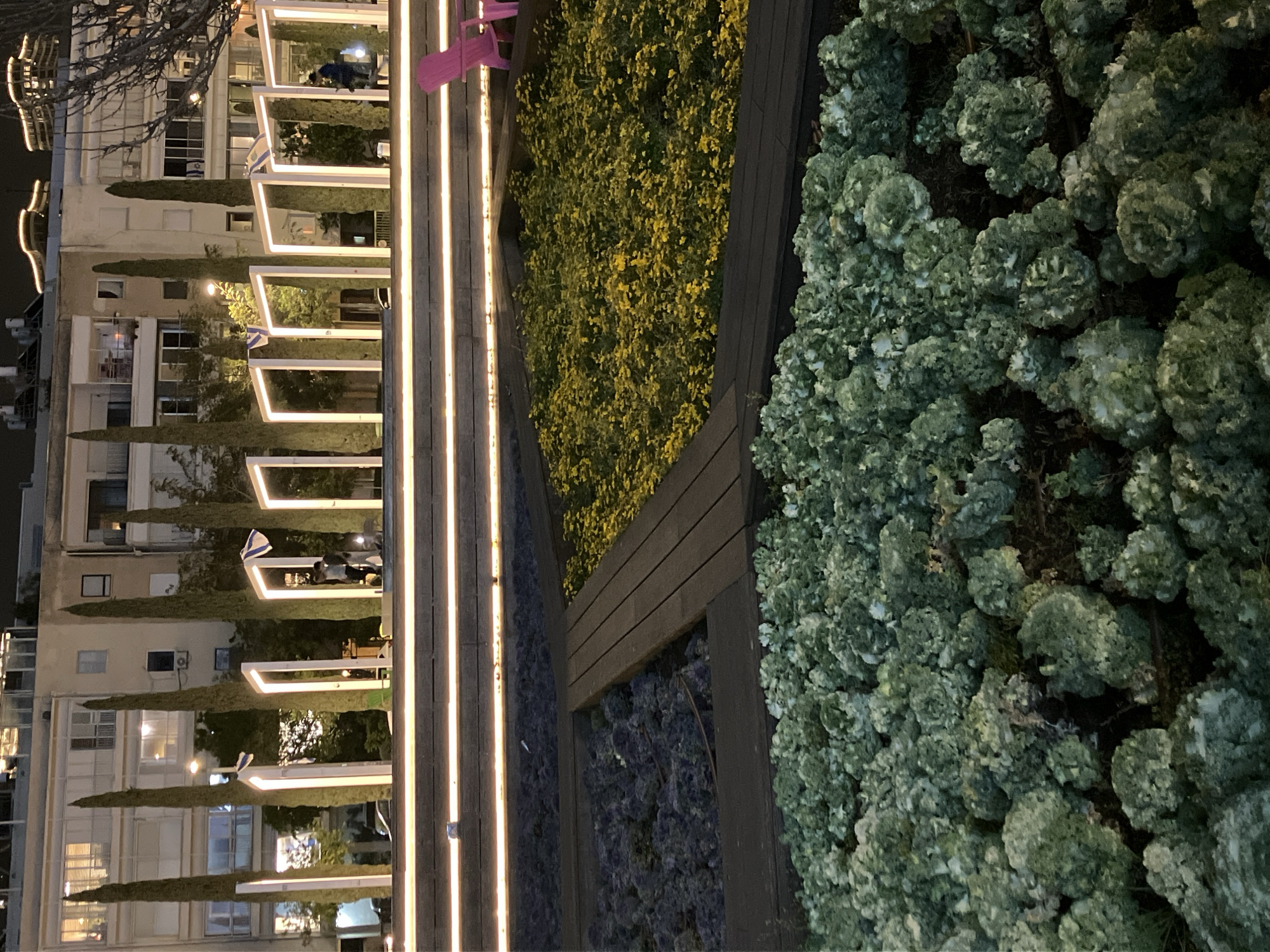 The media file captures a nighttime scene in what appears to be a modern urban park or public garden, likely in Tel Aviv, Israel, given the context. The image is oriented vertically but depicts a horizontal landscape.
On the left side, multi-story buildings with illuminated windows suggest a residential or commercial area. Tall, slender cypress-like trees stand in front of these buildings. Interspersed among the trees are several white, rectangular structures that resemble illuminated pergolas or architectural frames, glowing with warm light. Underneath or near these structures, a few people are visible, some standing and one possibly seated, enjoying the evening ambiance. Small Israeli flags are prominently displayed on or near these illuminated frames, serving as a strong location cue.
The right side of the image features terraced landscaping with distinct planting beds. A wooden pathway or series of steps with integrated linear light strips runs through the middle ground, adding to the modern aesthetic. In the foreground, a large bed is filled with dense clusters of green, ruffled, cabbage-like ornamental plants. Further back, another planting area showcases bushes with numerous small yellow flowers. A third bed contains darker, possibly purple or blue-hued plants. A bright pink chair is partially visible at the upper edge of one of the planting beds.
The scene depicts a vibrant yet serene atmosphere, characterized by thoughtful urban planning, artificial illumination, and diverse plant life, creating an inviting public space at night. There is no visible text.