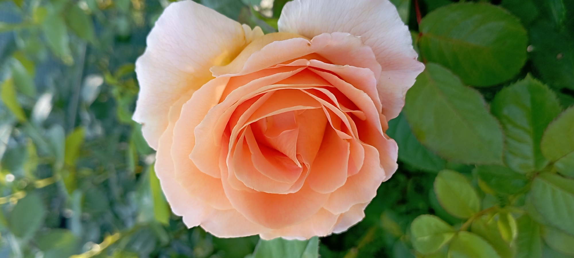 A close-up, vertical, eye-level shot shows a peach-colored rose in full bloom. The rose is centered in the frame, with its petals unfurling in soft, layered spirals. The outer petals are a pale peach, transitioning to a vibrant coral-orange at the center. The background is a blur of green foliage, suggesting the rose is part of a garden. There is no indication of any specific location within the city of Radisne, Ukraine, or any people or actions.