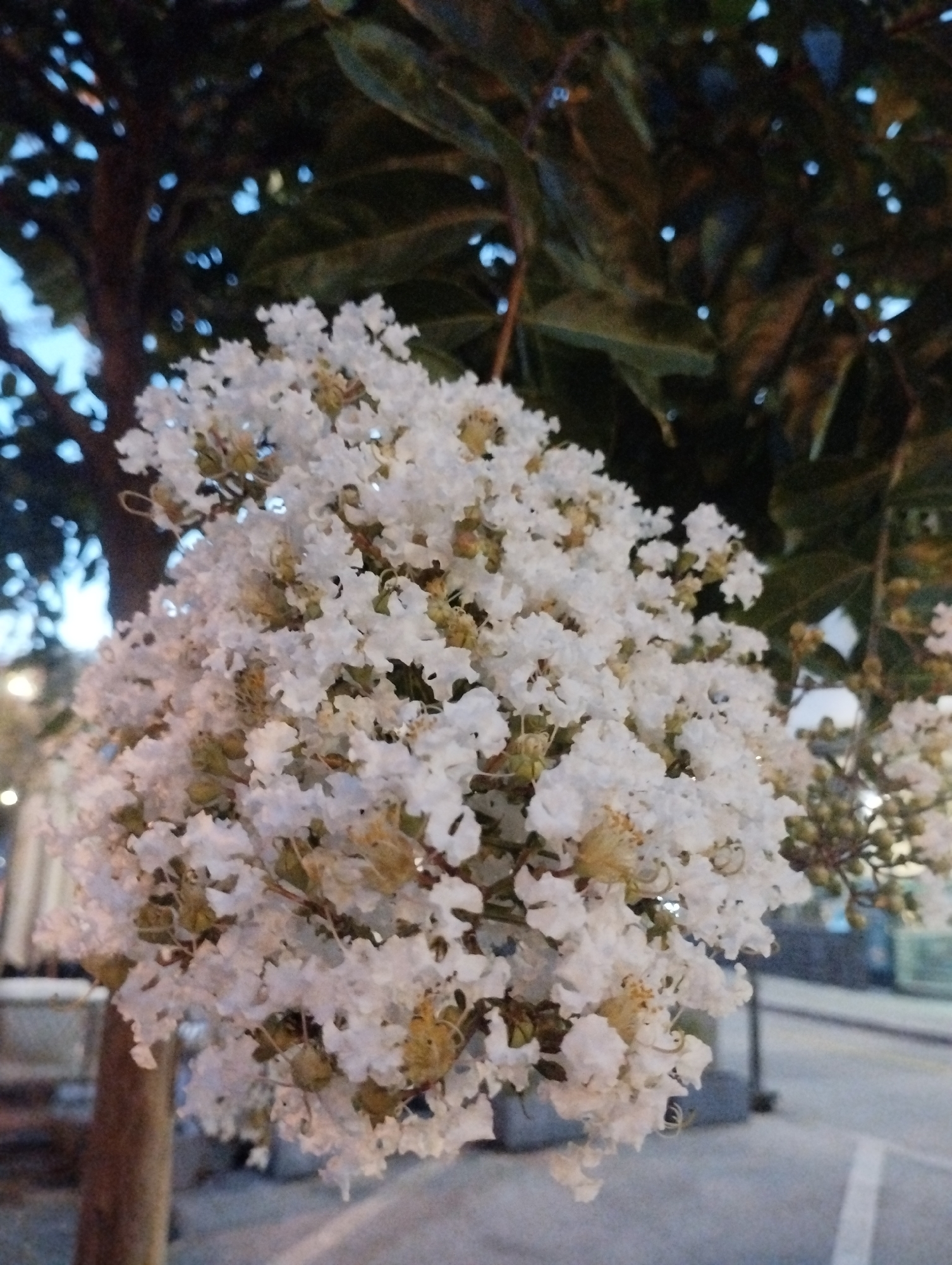 A cluster of white crepe myrtle flowers hangs in the foreground, obscuring a blurred background of trees and a street scene in Muralto, Switzerland. The flowers are delicate and ruffled, with yellow stamens visible. The tree trunk on the left is out of focus. The background is a mix of dark foliage, hints of blue sky, and urban elements like streetlights and traffic signals, all softened by a shallow depth of field. The overall impression is one of natural beauty against a subtle urban backdrop.