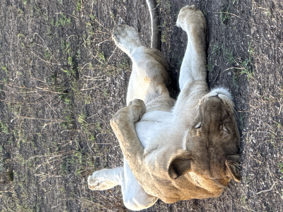 A lioness is observed lying supine on dry, dark brown earth with sparse, short vegetation in Sinoni, Tanzania. The animal's tawny-colored back and head contrast with its lighter, cream-colored underside. Its forelegs are bent, with paws extended upwards, and its hind legs are splayed outwards. The lioness's head rests on the ground, turned slightly to the left, with eyes appearing closed, indicating a state of rest or sleep. The environment consists of open ground with scattered dry grass and minimal green growth.