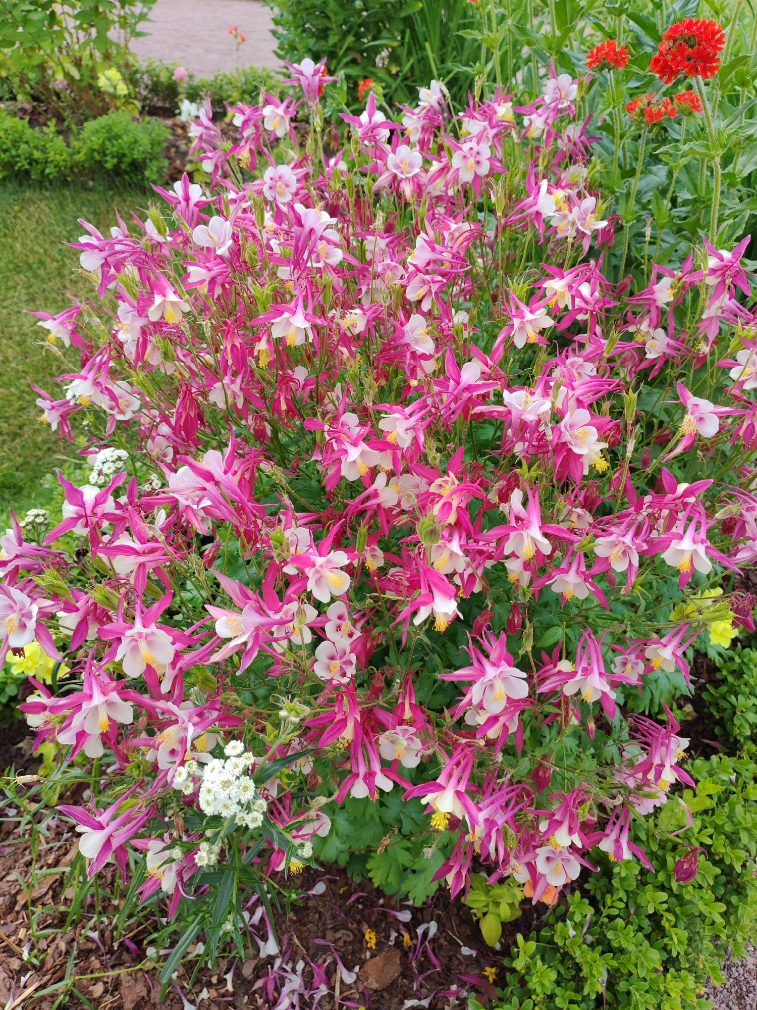 This media file is a close-up, eye-level shot of a dense bush of Aquilegia flowers, commonly known as Columbine. The flowers are primarily pink and white, with some having delicate white petals and others predominantly pink. The distinctive spurred petals of the Columbine are clearly visible, along with their yellow centers. The flowers are abundant, creating a full and vibrant display.
The setting is a garden. In the background, there are hints of other plants, including green foliage, some small white flowers, and a blurred patch of red flowers. There is also a glimpse of a grassy area to the left and what appears to be a pathway made of light-colored gravel or stones behind the flowering bush. The ground in the foreground is covered with mulch and fallen flower petals.
The image appears to have been taken during daylight, likely on a sunny or overcast day, given the lighting on the flowers. There are no people or animals visible. The focus is entirely on the flora, highlighting the intricate details and colors of the Columbine flowers. The overall impression is one of natural beauty and a well-maintained garden. There is no visible text in the image.