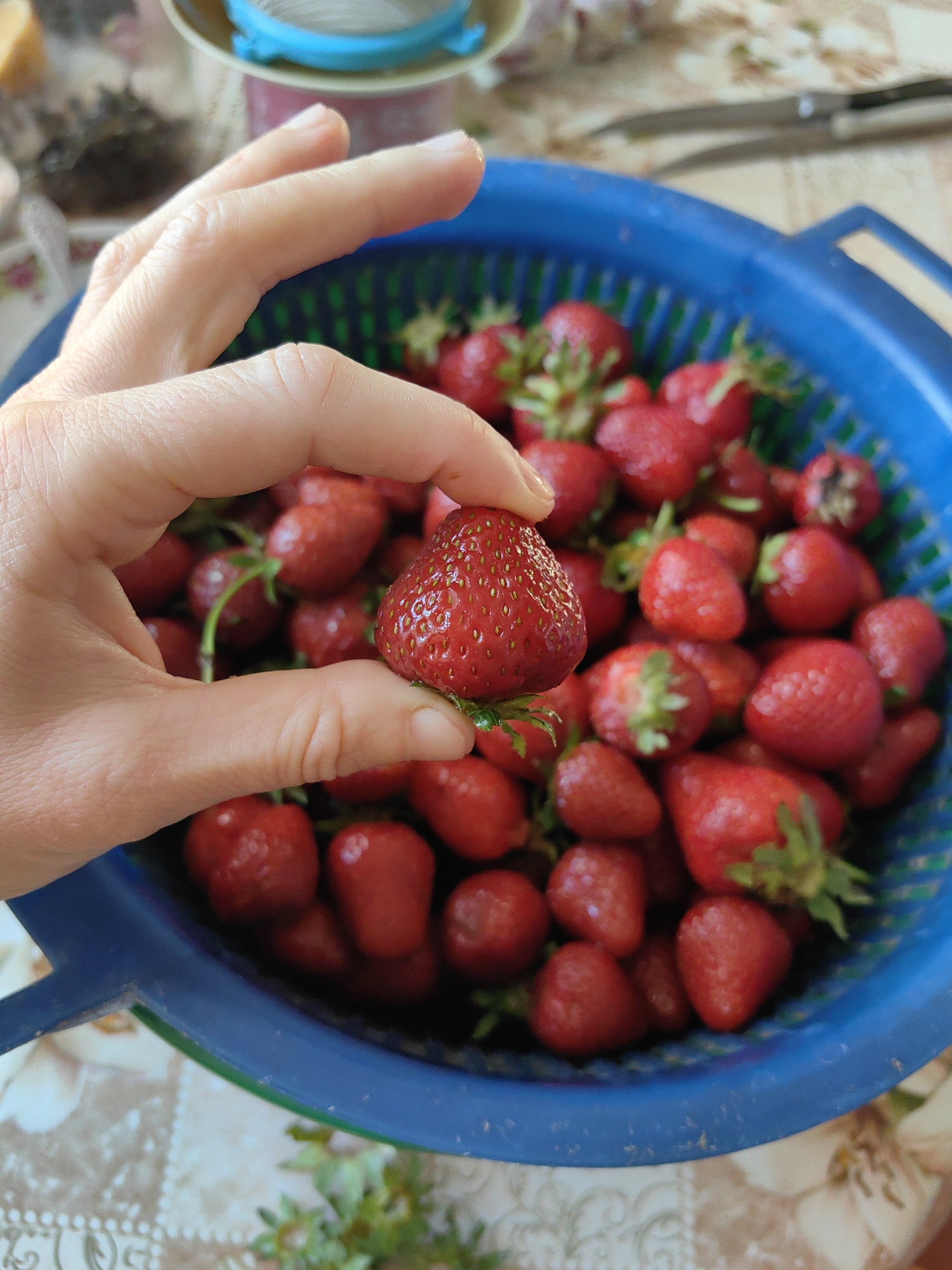 In this close-up, top-down shot, a person's hand holds a single, ripe strawberry. The strawberry, a vibrant red with visible seeds, is positioned between the thumb and forefinger of the right hand. The hand appears to be gently cupping the fruit, suggesting it's being examined or prepared.
Behind the hand and the featured strawberry, a blue colander overflows with numerous other strawberries. These berries are also red and appear fresh, with some still retaining their green stems and leafy tops. The colander itself is a deep blue plastic, with a textured interior.
The strawberries are resting on a patterned surface, likely a tablecloth or placemat, which features a faded floral design in muted colors. In the blurred background, a glimpse of kitchenware can be seen, including what appears to be part of a blue and white strainer or sieve. To the right of the colander, a pair of scissors is visible, also slightly out of focus.
The lighting suggests an indoor setting, likely a kitchen, with soft, natural light illuminating the scene. The image conveys a sense of domestic activity, possibly related to food preparation or harvesting. The location is identified as Zuyevskoye rural settlement, Ukraine.