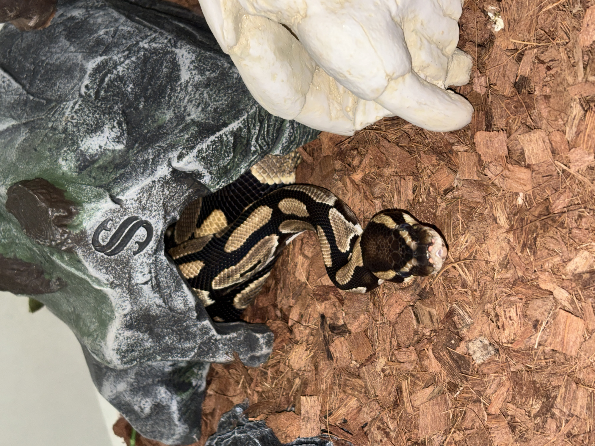 A ball python with a black and tan pattern is emerging from a gray and green rock-like cave. The snake is coiled on a substrate of brown wood chips. Above the cave is a white, sculpted hand. The location is unknown and there is no evidence to suggest that the location is Chasovnya, Russia. There are no people visible in the image.