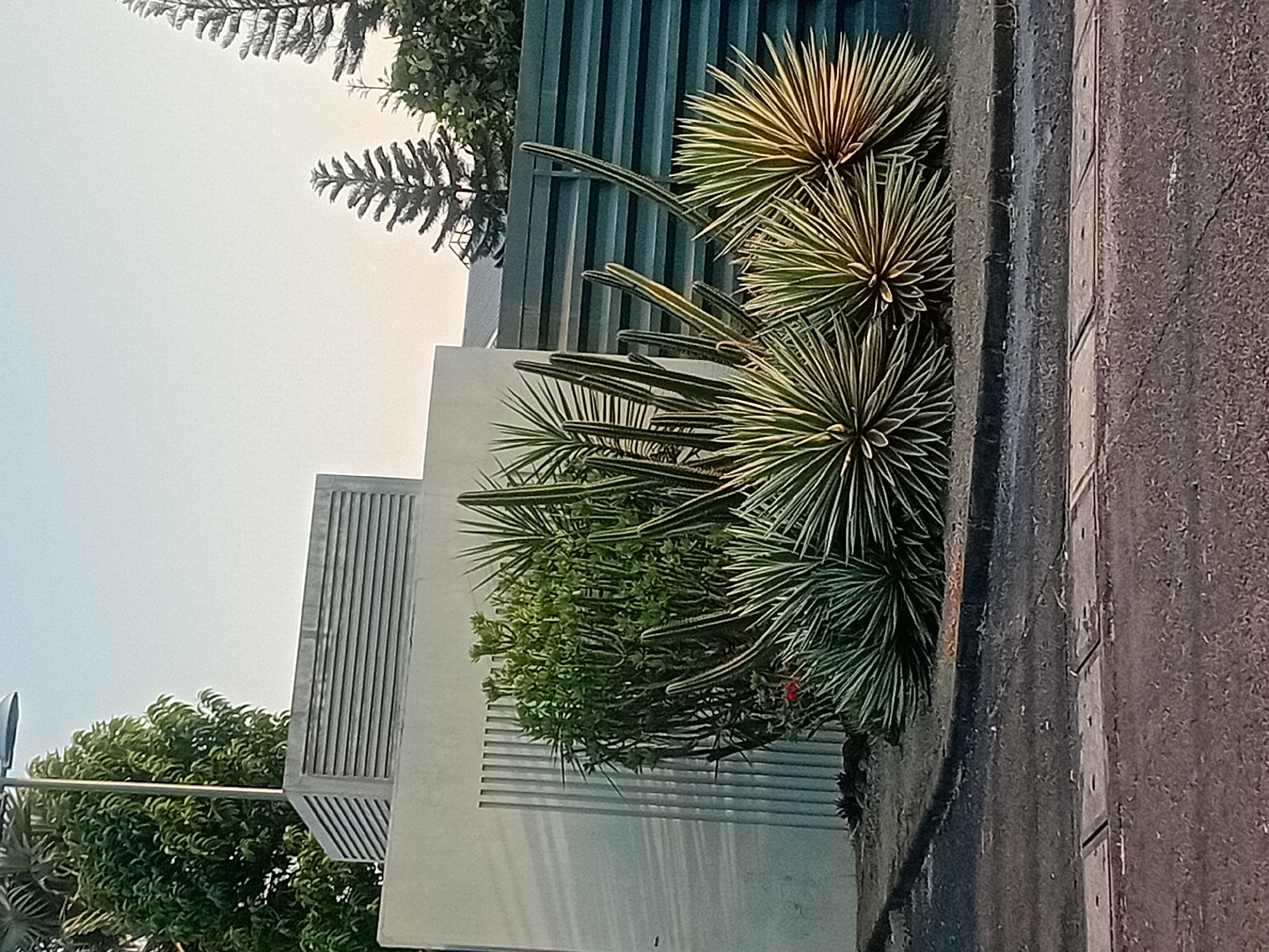 The image displays a residential outdoor scene in Bae, Indonesia, characterized by a lush xeriscape garden in front of a modern, white-walled building with horizontal louvered vents. The garden features a variety of succulents and cacti, including several large Agave plants with spiky, variegated leaves, and tall, columnar cacti. A dense, green shrub with thin, succulent-like branches is also prominent. Behind the garden, a dark gray, slatted fence separates the property from what appears to be more foliage and trees, including tall, conical trees often seen in tropical climates. A lamppost with a curved, modern design is visible to the left, extending above the building. The foreground shows a paved surface, possibly a driveway or sidewalk, with visible drainage channels. The lighting suggests it is either early morning or late afternoon, with soft, warm light illuminating the plants. There are no people or animals visible in the frame.