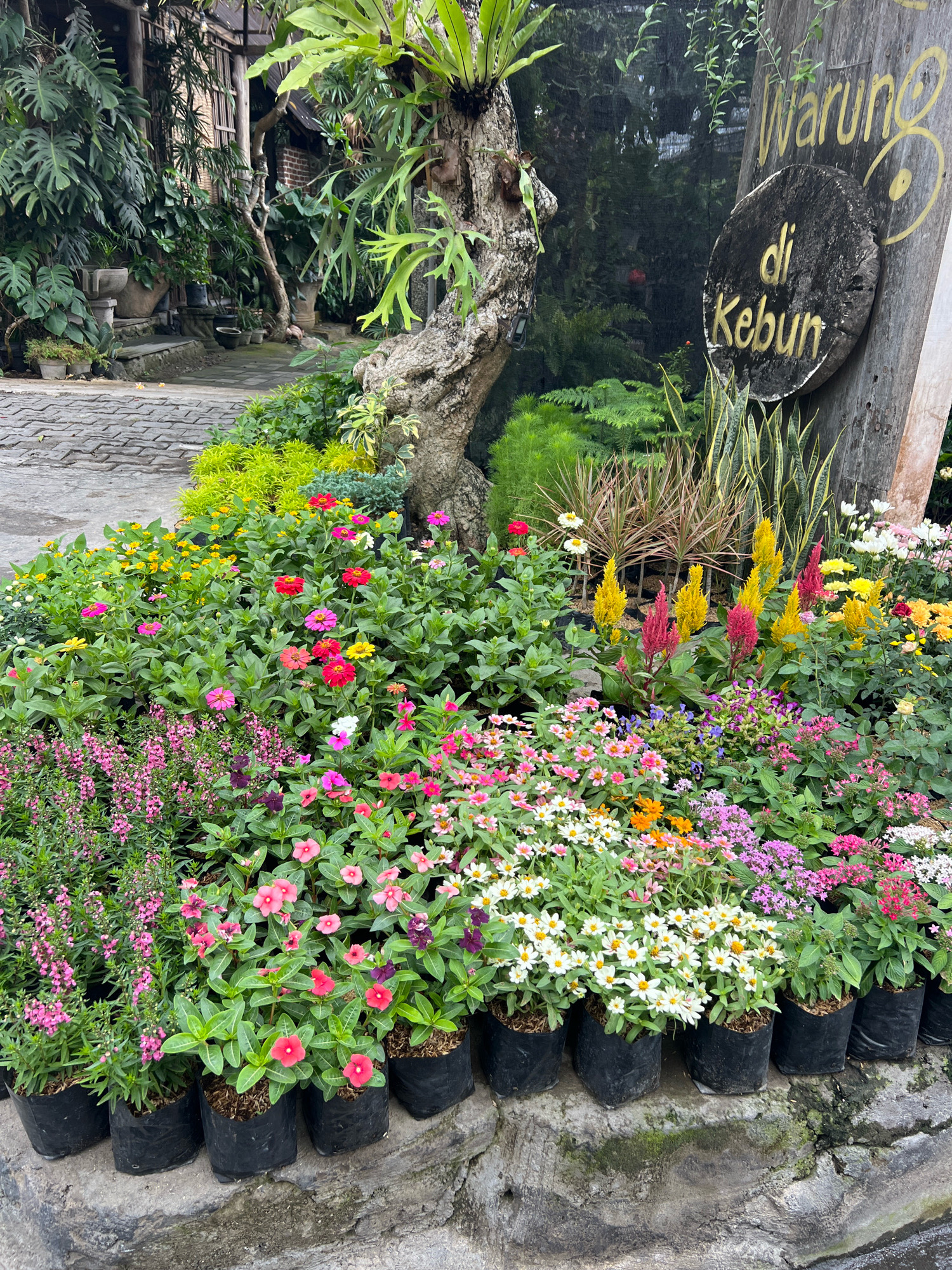 This is an outdoor shot of a lush garden display outside a warung (small shop) in Denpasar, Indonesia. The foreground is filled with a vibrant array of potted flowering plants, including pink vinca, small white daisies, red and pink zinnias, yellow and pink celosia, and delicate pink angelonia. These are arranged on a rough stone ledge, with many of the plants still in black plastic nursery bags. Behind the flowers, a large, gnarled tree trunk with large fern-like plants growing from it stands prominently. To the right of the tree, a weathered wooden sign with a circular cutout is attached to a post. The cutout contains the words "di Kebun" (in the garden) in raised gold lettering, and partially visible above it on the post is the word "Warung" in similar gold lettering. In the background, a pathway paved with grey interlocking bricks leads towards buildings partially obscured by dense foliage, including large-leafed plants and ferns. The overall impression is one of a verdant and colorful botanical display, likely intended to attract customers to the warung.