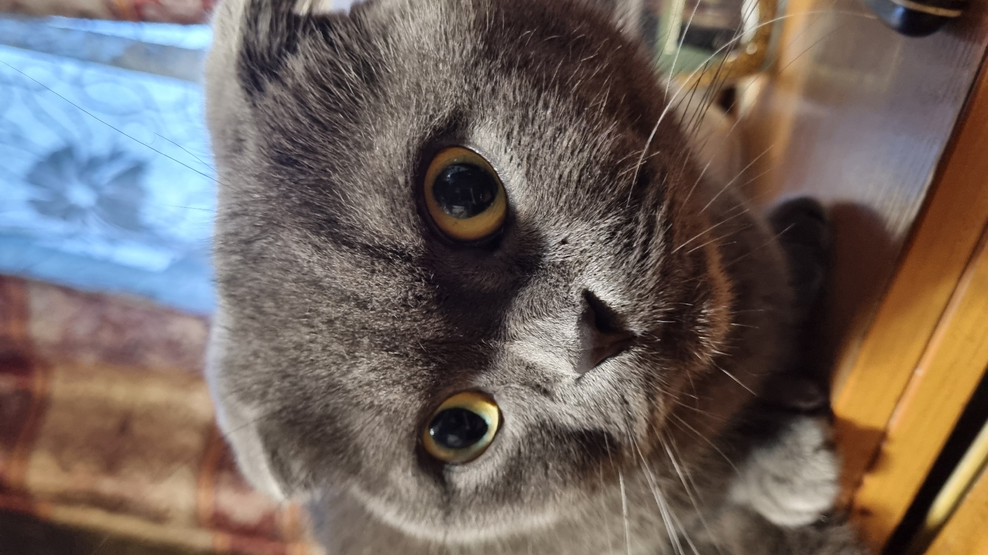 A close-up, eye-level, medium shot captures a grey Scottish Fold cat with folded ears looking directly at the camera. The cat's large, yellow eyes are prominent, and its short muzzle features long white whiskers. The cat is positioned on a light brown wooden surface, likely a table or shelf. In the blurred background, a brown and beige patterned fabric is visible on the left, and a light blue, possibly sheer, curtain with a floral pattern is on the right. The lighting suggests an indoor environment, possibly during daytime due to the natural light casting shadows and highlights. The image's composition focuses intensely on the cat's face, emphasizing its features and direct gaze. There is no discernible indication of the cat's location within the city of Vysokoe, Russia, or any other specific geographical context.