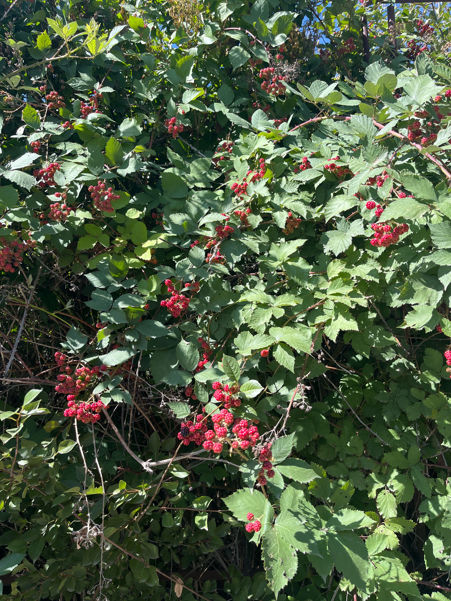 A dense, leafy blackberry bush with clusters of unripe red berries is shown in Dzoraghbyur, Armenia. The sun shines through the branches, casting dappled shadows on the foliage. The bush is lush and overgrown, with thorny branches winding through the leaves. Some of the berries are still developing, while others are close to ripening. The background is a blur of green leaves and branches, with a hint of blue sky visible through the gaps.
