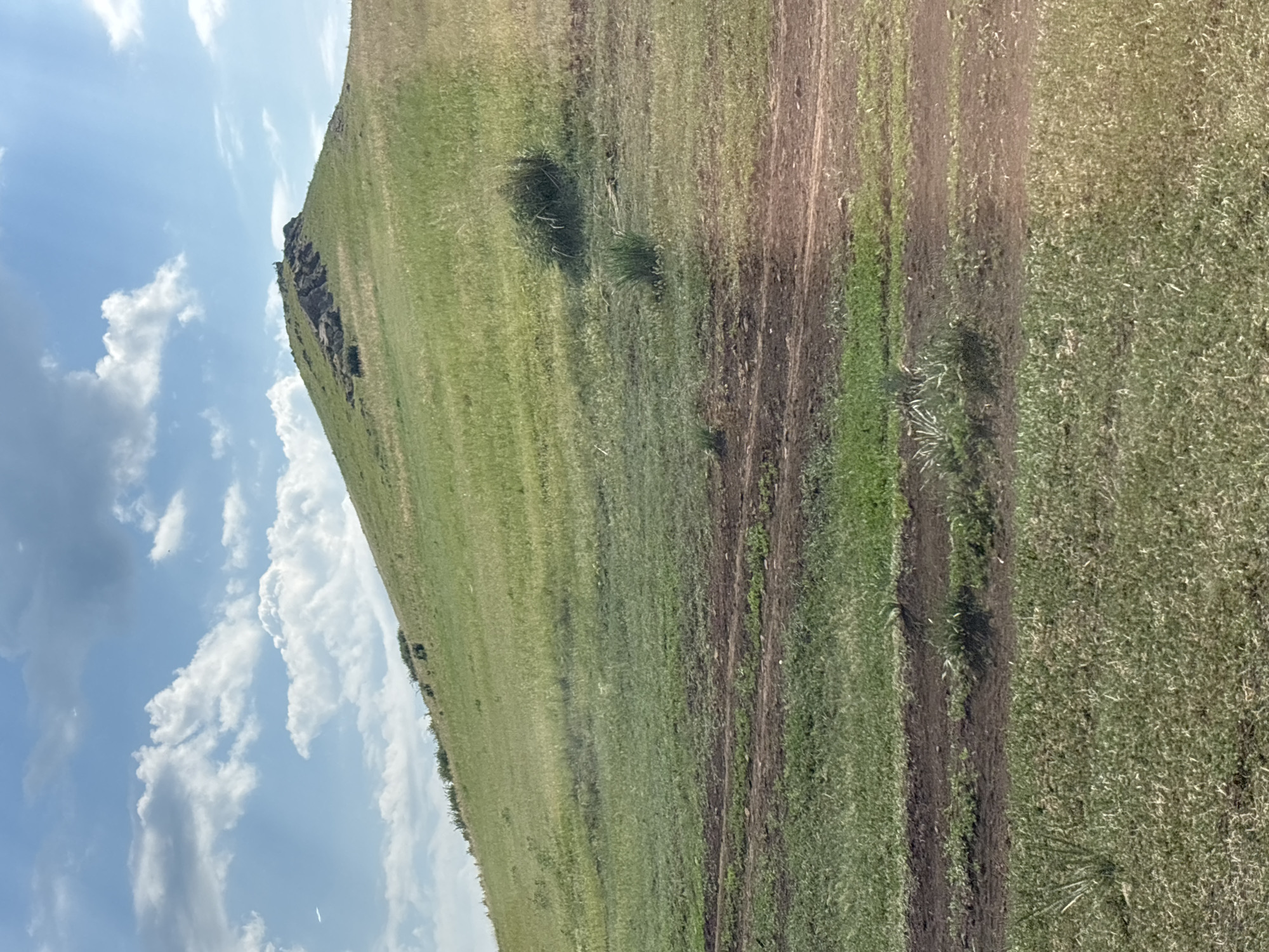 The image depicts a grassy hill under a partly cloudy sky. The hill is predominantly covered in green grass, with some patches of drier vegetation and exposed soil visible, particularly in the foreground where tire tracks indicate a path or road. The summit of the hill features a rocky outcrop, and a few dark, indistinct shapes that could be animals are scattered across the grassy slopes. The sky is a bright blue with fluffy white clouds. The scene appears to be an outdoor, rural or semi-rural landscape. The specific location within Троицкое, Russia, is not identifiable from the image alone.