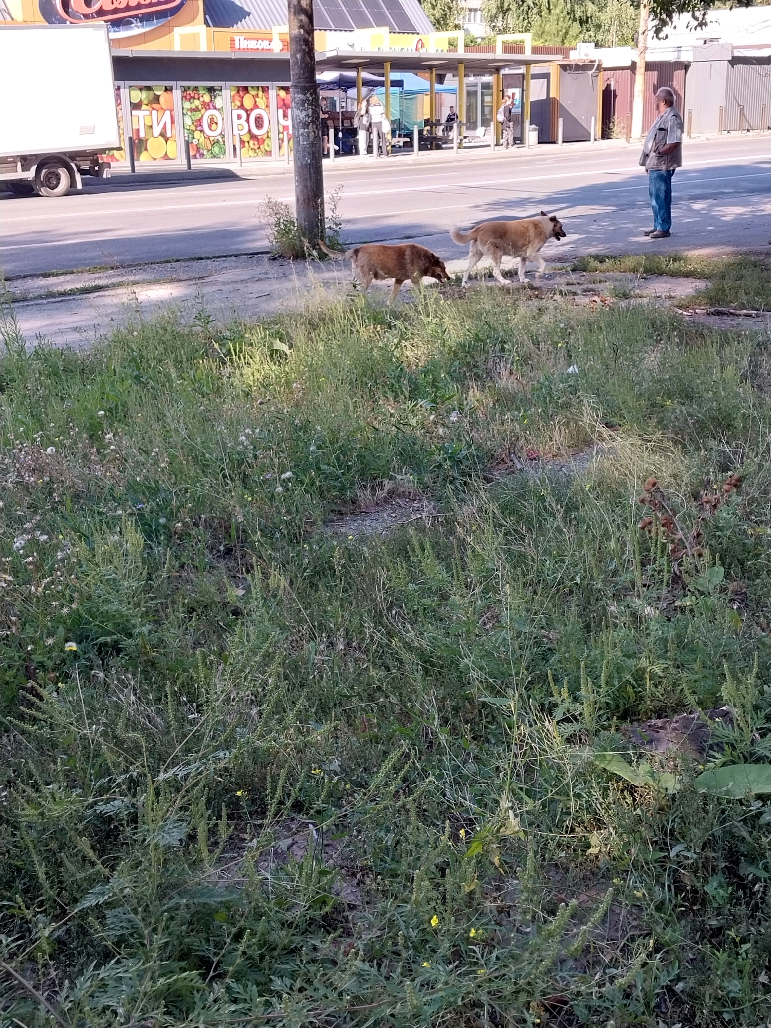 The image depicts an outdoor scene in Dnipro, Ukraine. In the foreground, lush green grass and weeds are visible. Two dogs are walking on a dirt path beside the grass. One dog, a light brown color, is further ahead, and another, a darker brown, is slightly behind it. In the middle ground, a paved road runs horizontally across the frame. On the opposite side of the road, there is a sidewalk and a building with large windows that appear to display fruit and vegetables. A white truck is parked on the left side of the road, partially obscuring the building. Further down the sidewalk, a man in a light-colored vest and blue jeans stands looking to the right. Behind him, there are several people walking or standing near a bus stop shelter. The background shows trees and buildings. The scene appears to be a typical urban street with commercial activity and pedestrian areas.
