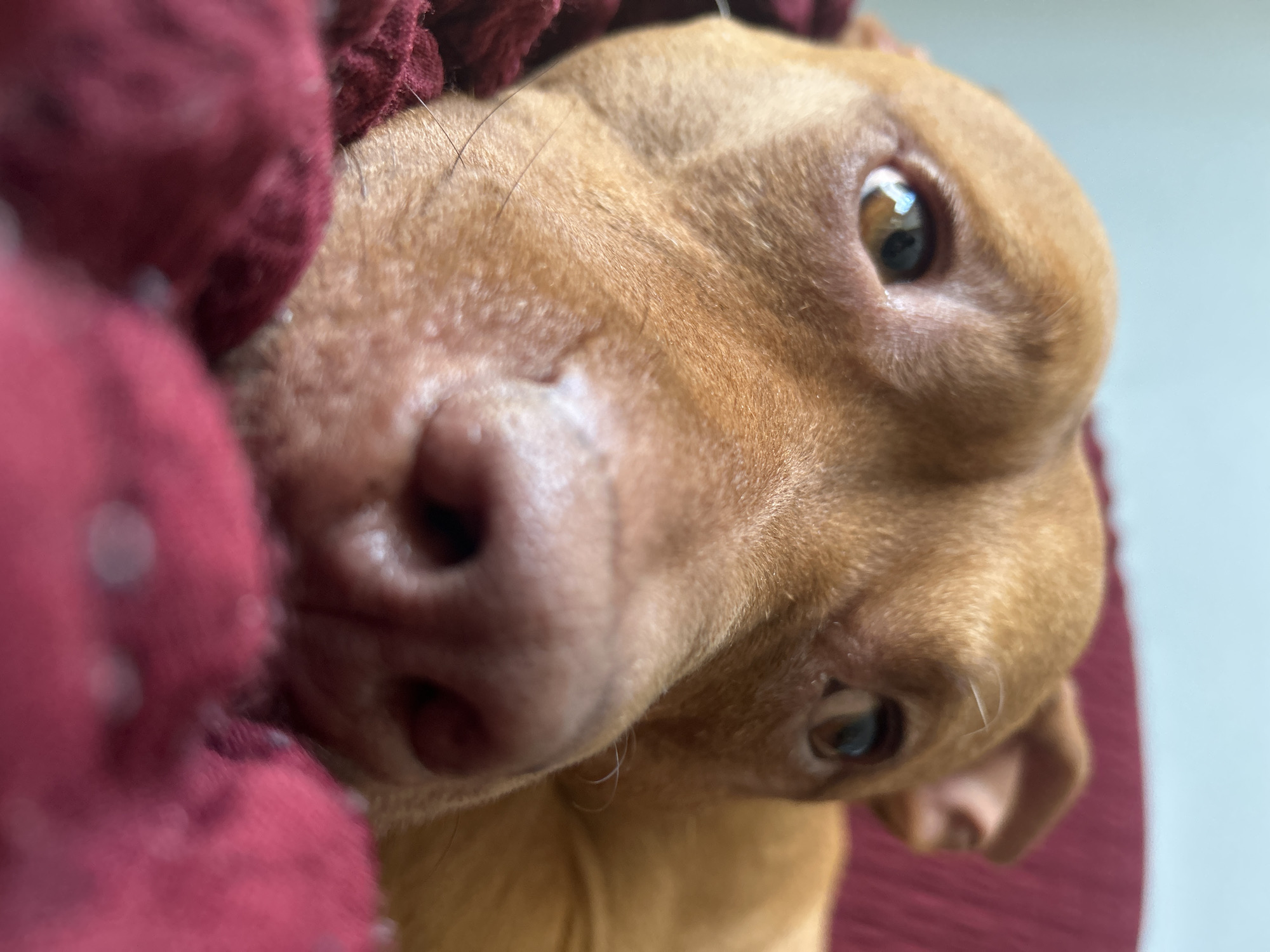 A close-up image of a brown dog's face, lying on its side, with its nose prominent in the foreground, and one eye visible. The dog is nestled against a red, textured fabric. The background is blurry and appears to be a light gray or white surface.