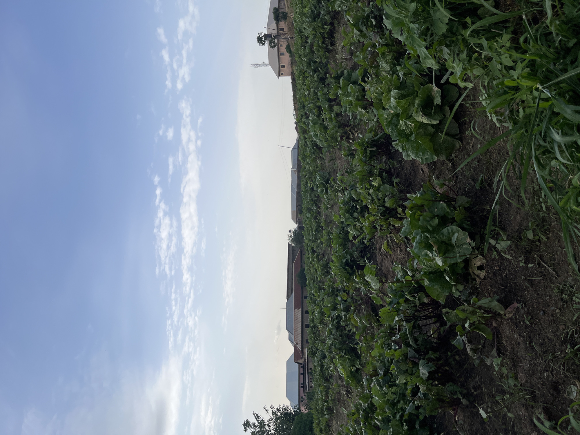 This is an eye-level, medium shot of a large field of leafy green crops, likely beet greens or a similar vegetable, stretching across the frame. The plants are densely packed and appear healthy, with dark green leaves and exposed reddish stems in some areas. The soil is dark brown and appears moist. In the background, several buildings are visible on a slight incline. The buildings are of various sizes and architectural styles, some with reddish-brown roofs and others with lighter colored roofs. One building on the right side of the frame has a tall communication tower next to it. The sky above is a pale blue with scattered white clouds. The lighting suggests it is daytime, possibly late afternoon or early morning, given the soft light. The overall scene depicts an agricultural landscape bordering a developed area.
