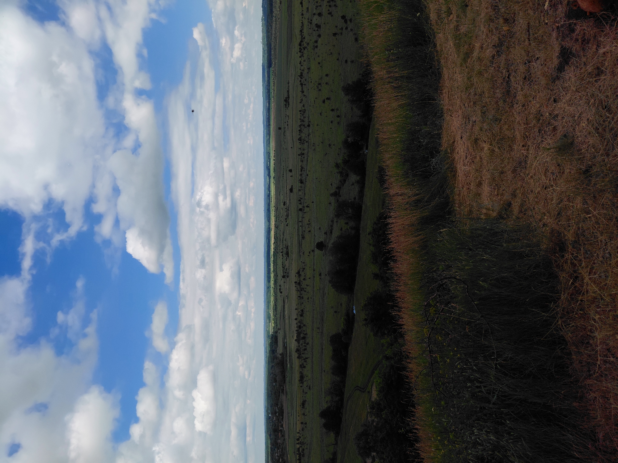 The image is a wide shot of a rural landscape under a partly cloudy blue sky. In the foreground, tall dry grass and a darker, denser growth of vegetation dominate the bottom of the frame. The middle ground is a vast expanse of green fields, dotted with trees and shrubs, sloping gently downwards. A winding dirt path is visible on the left side of the middle ground, leading towards a small body of water. In the distance, the landscape continues with more fields and trees, and a hint of a settlement with some structures can be seen on the far left horizon. The sky is filled with fluffy white clouds against a bright blue background. The overall impression is of a serene and open countryside. The image is of Ustyvytsia, Ukraine.