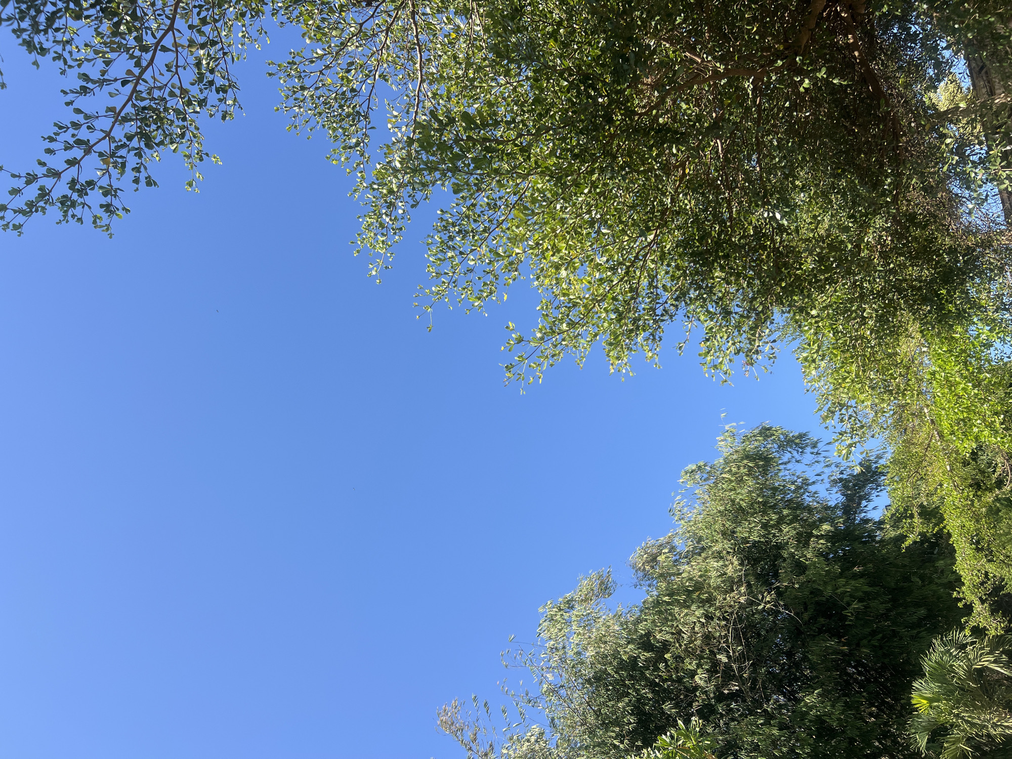 The image shows a clear blue sky with a few trees in the foreground, silhouetted against the sky. The trees are green and leafy, with some branches extending into the sky. The lighting suggests it is daytime, likely sunny. There are no people or buildings visible in the frame. The image is taken from a low angle, looking up at the sky. The location is identified as Joho, Indonesia.