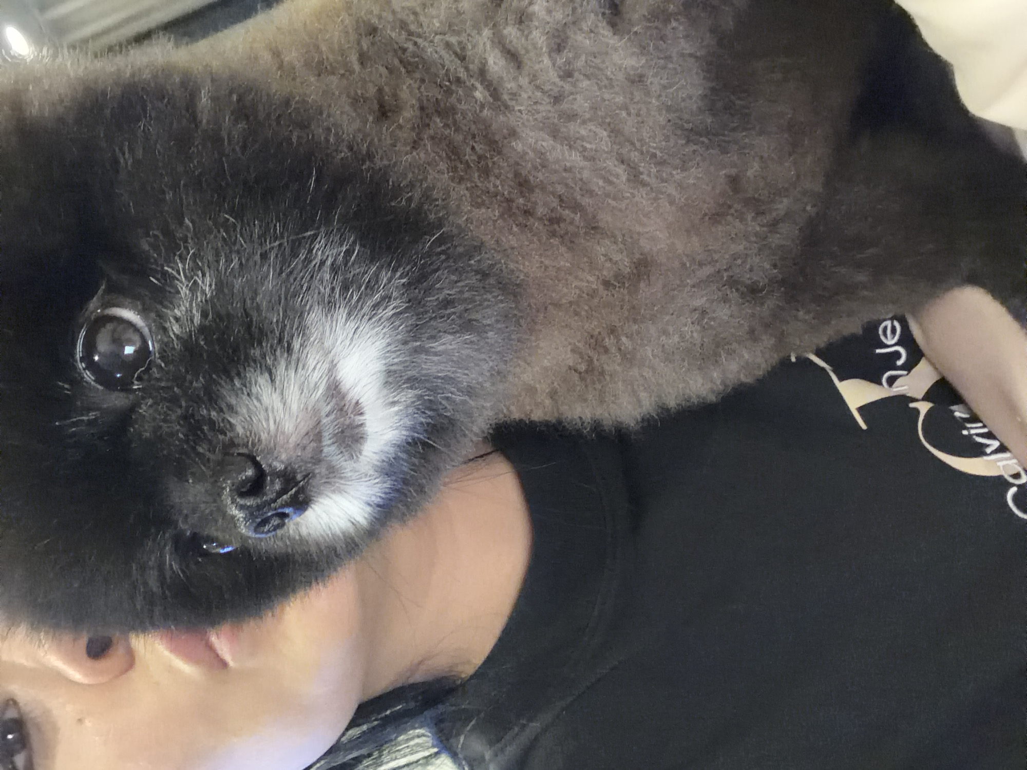 The image shows a close-up of a person and a black Pomeranian dog. The person, whose face is partially visible on the left, appears to be leaning in towards the dog, with their lips close to its snout. The dog's face is the dominant subject, with its dark fur, white muzzle, and a bright eye visible. The person is wearing a black t-shirt with a logo that appears to be "Calvin Klein Jeans". The image is taken indoors, but the background is blurred and does not provide specific details about the location within Kathu, Thailand. The lighting suggests it might be daytime, possibly taken with a flash. The overall impression is an intimate moment between the person and their pet.