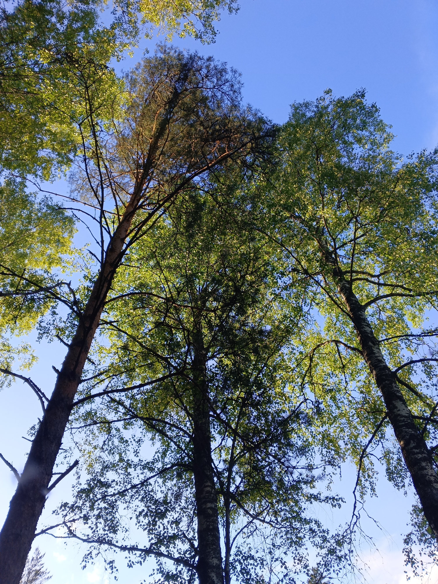 A low-angle photograph captures a dense canopy of trees against a clear blue sky, depicting a serene natural scene. The image features a mix of tree types: several tall, slender deciduous trees, likely birches, with light-colored bark and vibrant, round, bright green leaves, are prominent. Interspersed among them are darker coniferous trees, possibly pines, identifiable by their rugged trunks and darker, needle-like foliage, particularly visible towards the center and upper right.
Sunlight filters strongly through the leaves from above, creating luminous highlights and making the foliage appear fresh and translucent against the dark branches and deep blue sky. The sky is a uniform, cloudless blue, indicating clear and sunny weather during daytime. No specific activity or event is taking place; the scene is static, inviting a contemplation of nature. No text is visible in the image. This wooded setting is located in Красный Маяк, Russia.