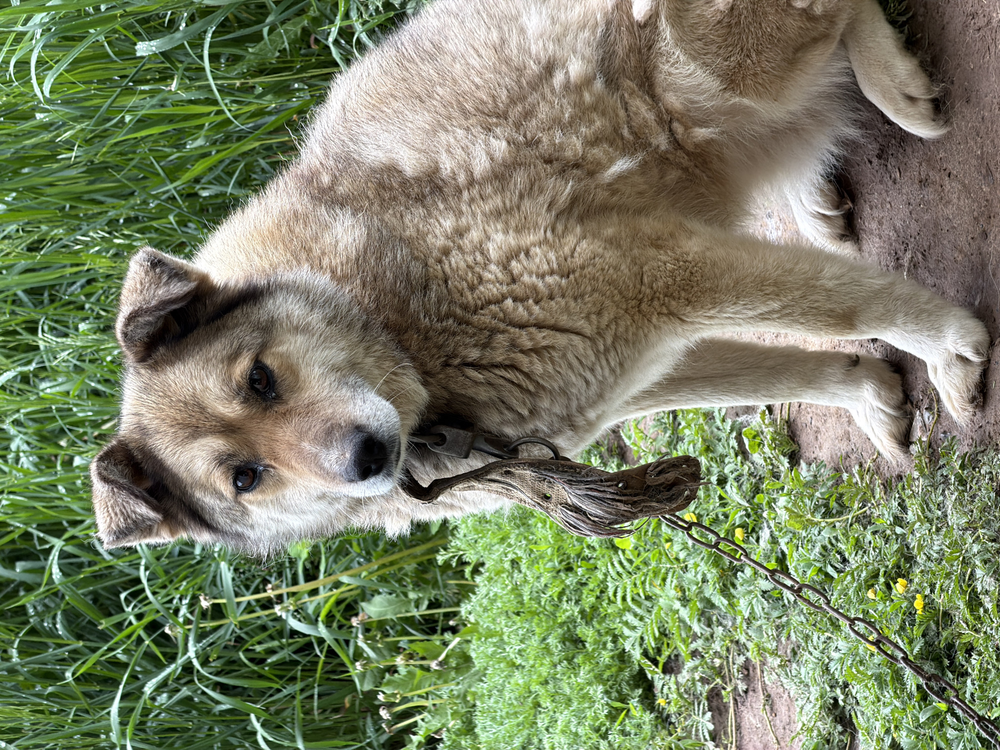 The image captures a medium-sized dog lying down outdoors, looking directly at the viewer. The dog has a shaggy coat with colors ranging from light tan and cream to darker brown on its face and ears. Its dark eyes are prominent, conveying a watchful or perhaps slightly melancholic expression.

The dog wears a dark, worn collar with a metal clasp. A frayed, twisted material, possibly a makeshift leash or tether, is attached to the collar. A heavy metal chain extends from the dog's vicinity towards the bottom right of the frame, resting on the ground.

The setting is an outdoor environment in Marakushi, Russia, characterized by abundant green vegetation. Lush, tall grass with visible water droplets, suggesting dew or recent rain, fills the background and left side of the image. Other areas show patches of shorter, denser green plants, some bearing small yellow flowers. The ground under and around the dog is a mix of bare earth and sparse vegetation. No visible text is present in the image.