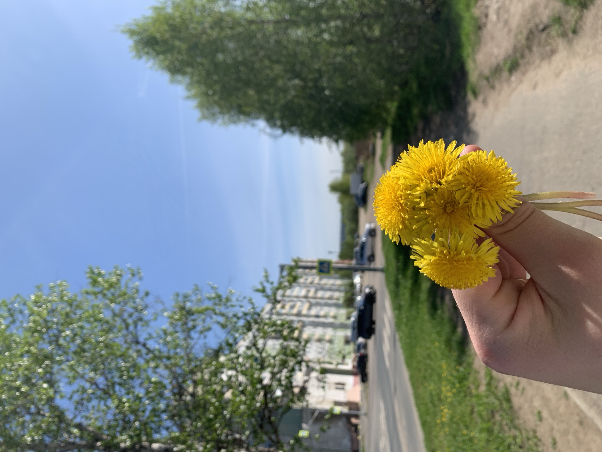 A hand holds a bouquet of dandelions against a blurred urban background in Severodvinsk, Russia. The sky is clear and blue. Trees are visible in the background. A road with cars and a pedestrian crossing is also visible. A multi-story building is in the distance. A pedestrian path is to the right of the frame.