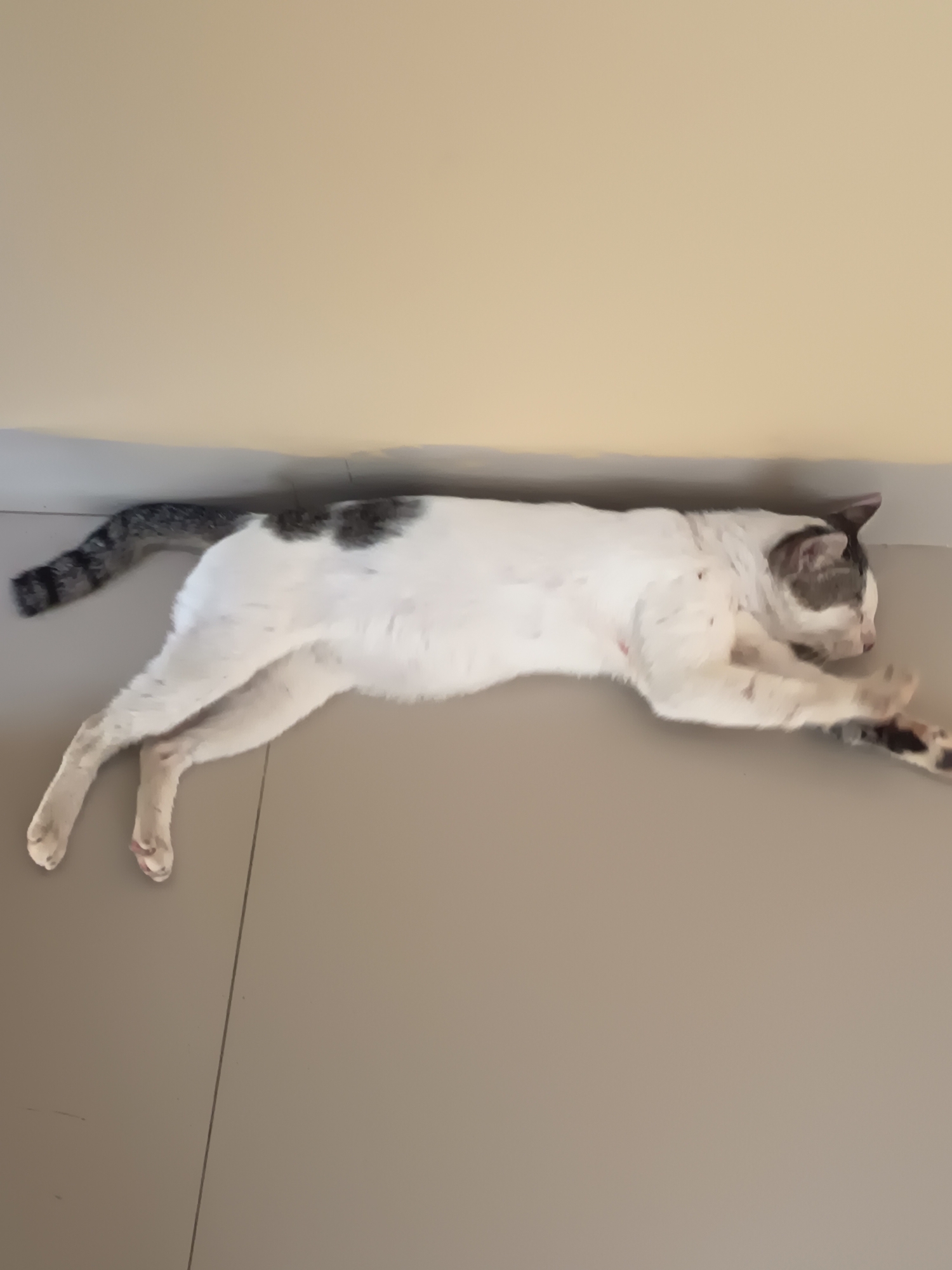 A white cat with gray markings is lying stretched out on a tiled floor next to a wall. The cat's body is elongated, with its front paws reaching forward and its hind legs extended behind. The wall is a pale beige color, and the floor is covered in large, light brown tiles. The image does not provide any information about the location in the city of Lubuklinggau, Indonesia.