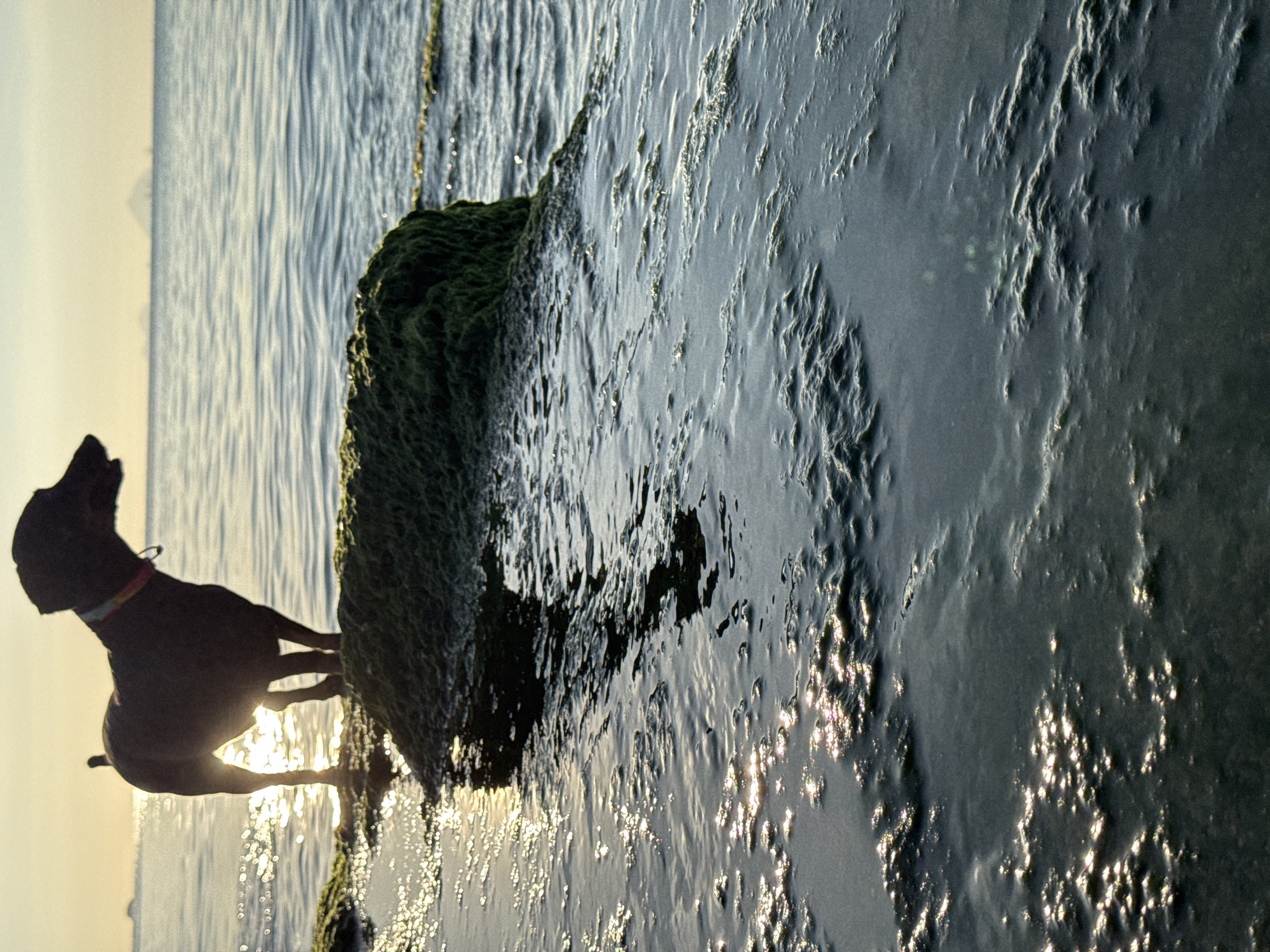 A dark-colored dog with a colorful collar stands silhouetted on a moss-covered rock in the shallow water near a shoreline. The sun is low in the sky, casting a warm glow and creating reflections on the water's surface. In the distance, faint outlines of islands are visible on the horizon, with calm, rippling water stretching towards them. The foreground features a textured, watery surface with small ripples and glistening reflections. This scene captures a moment of a dog enjoying the coastal environment, likely in the area of Nha Trang Ward, Vietnam, given the coastal setting and potential island formations visible in the distance.