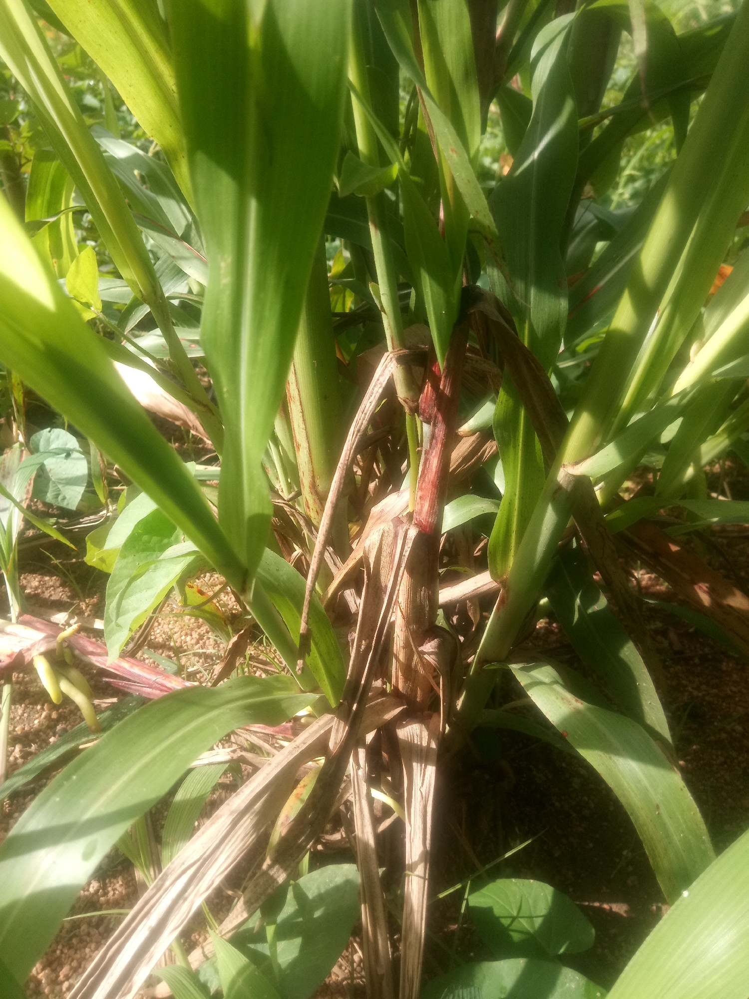 A close-up, eye-level outdoor shot focuses on the base of a sorghum plant. The plant's broad, green leaves are prominently featured, some angled towards the camera and others forming a dense backdrop. The stalks are a mix of vibrant green and reddish-brown hues, with some dried, brown leaves curling around the base. The ground beneath is a mix of dark soil and small, light-colored pebbles. Sunlight casts shadows and highlights across the leaves, creating a dappled effect. The background consists of out-of-focus green foliage.