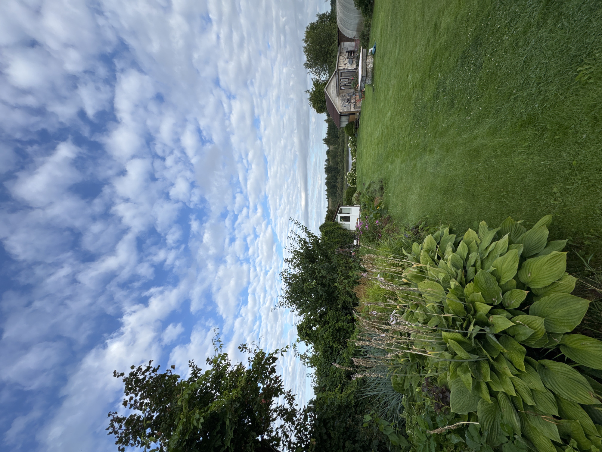 The image depicts a rural landscape in Sitno, Russia, characterized by a well-maintained garden and lawn under a sky filled with scattered clouds. In the foreground, lush green hosta plants dominate the left side of the frame, interspersed with dried stalks of flowering plants. Beyond the garden beds, a neatly mown green lawn stretches towards the right. Several structures are visible in the background. To the left, a small white shed stands near the garden. Further into the background, a rustic, weathered shed with a stone base and a wooden roof is situated on the lawn. To the right of this shed, a translucent greenhouse is visible. In the distance, a body of water, possibly a lake or river, is bordered by a line of trees. The overall scene conveys a tranquil and picturesque rural setting.