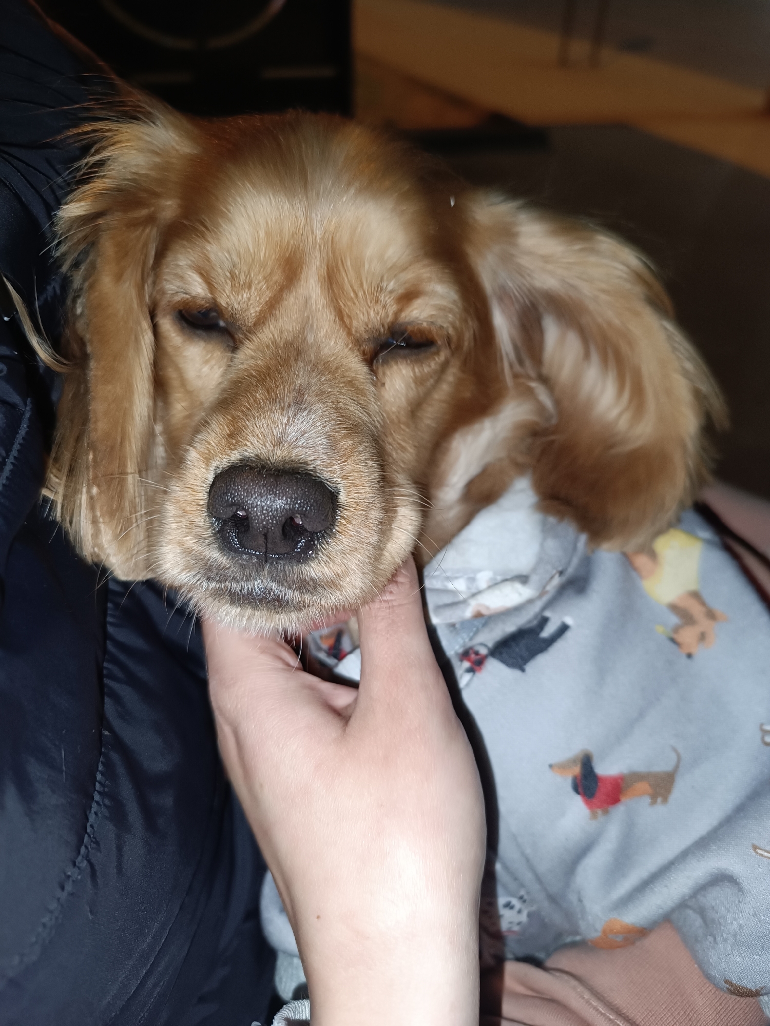 The image presents a close-up portrait of a medium-sized dog with light brown or golden-colored fur, possibly a Cocker Spaniel or a similar breed, appearing deeply content or sleepy. Its eyes are closed or squinting, and its dark, textured nose is prominent in the foreground. A human hand with light skin is gently cupping the dog's chin and neck, suggesting an affectionate moment of petting or holding.
The dog is partly covered by what appears to be a light blue or grey garment, possibly a blanket or pajamas, adorned with a whimsical pattern of small, cartoonish dogs, including dachshunds wearing sweaters. To the left, a portion of a dark, possibly black, quilted or puffy jacket belonging to the human is visible, indicating the dog is being held close. Another soft, light pink or peach-colored fabric is visible beneath the dog's patterned covering on the right side of the frame.
The background is dimly lit and out of focus, suggesting an indoor setting, likely a home, and contributing to a serene atmosphere. The overall impression is one of warmth, comfort, and a strong bond between the dog and its owner. There is no visible text in the image. The scene takes place indoors, with a location context of Pleven, Bulgaria.