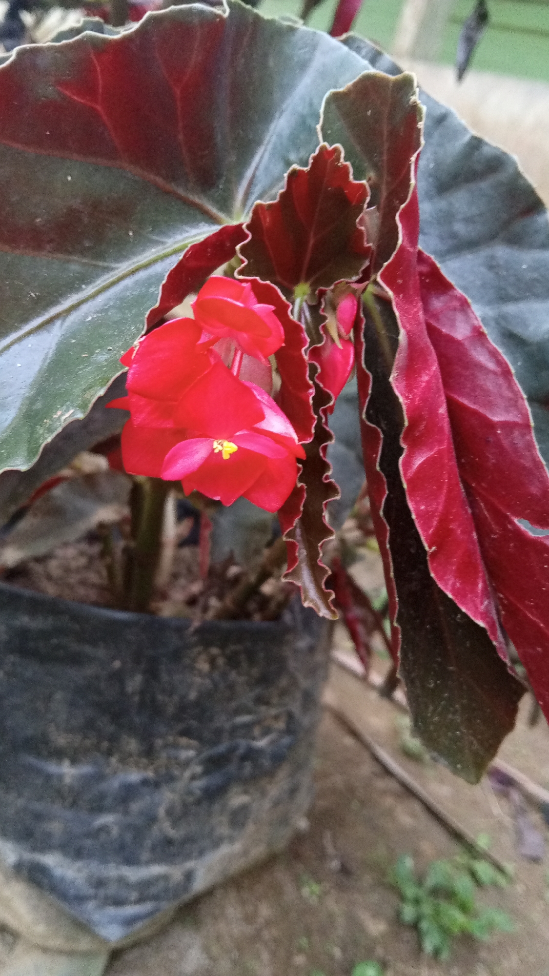 This close-up media file showcases a vibrant red begonia flower with delicate yellow stamen, blooming amongst large, dark, waxy leaves. The leaves are a deep green on the top surfaces, transitioning to a rich, velvety red on their undersides and along their intricately ruffled edges. The plant is potted in a black plastic bag, which is partially visible in the foreground, resting on a dirt ground with scattered green vegetation. The overall scene is one of natural beauty, with the rich colors of the begonia plant being the focal point. The lighting suggests it could be daytime, though specific weather conditions are not apparent. The background is softly blurred, hinting at an outdoor or garden setting. The image appears to be taken in Palohpanyang, Indonesia, as indicated by the location context. There is no visible text in the media file.