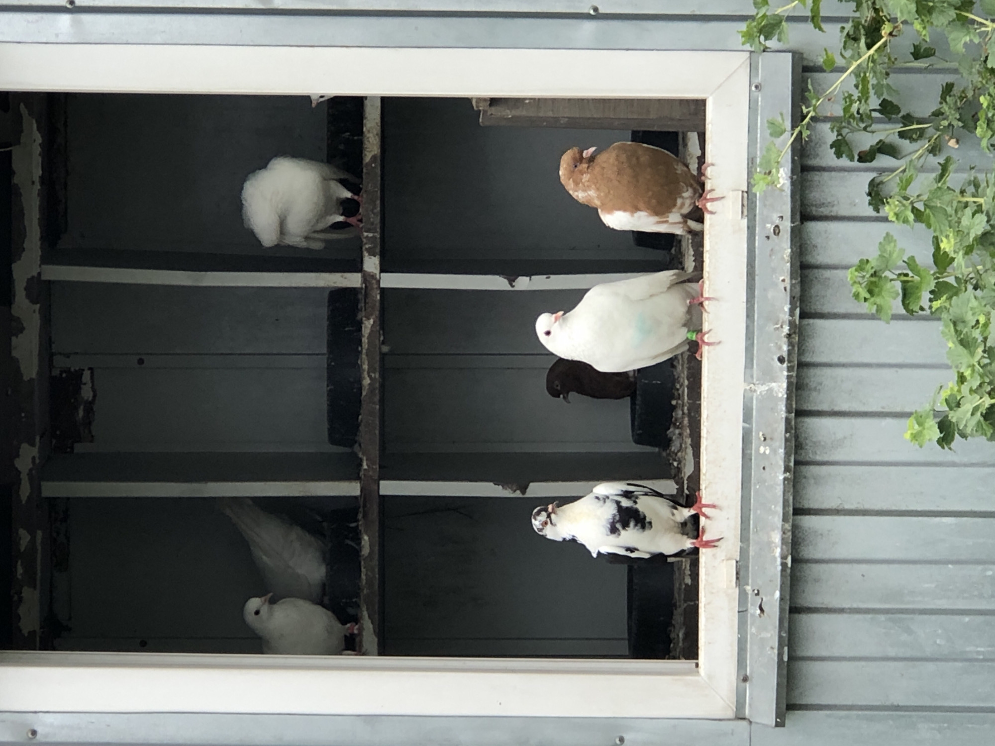 The image shows a pigeon coop with six pigeons. Three pigeons are visible in the upper section, one white, one mostly white with a buff-colored tail, and one white. In the lower section, there are three pigeons: one black and white, one white, and one light brown and white. The pigeon coop is framed by a white structure and set against a background of grey corrugated metal siding. Green foliage is visible in the lower right corner. The image does not contain enough information to determine its location in Saint Petersburg, Russia.