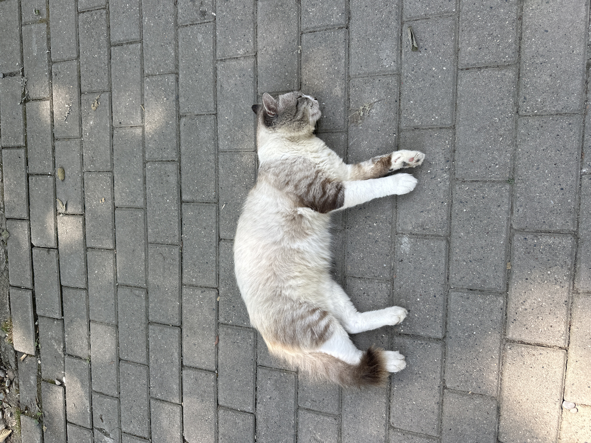 A light-colored cat with brown markings is lying on its side on a paved pathway in Bol'shoi Kichmai, Russia. The cat is facing to the right of the frame, with its eyes closed. Its paws are extended, and its tail is curled slightly to the left. The pathway is made of grey rectangular bricks. Sunlight casts shadows across the bricks from the left. There is some loose gravel and sparse vegetation along the edge of the pathway in the upper left corner. A small piece of dried leaf or debris is visible near the cat's head, and another thin, twig-like object lies near its hind legs. The scene appears to be outdoors in a public area.