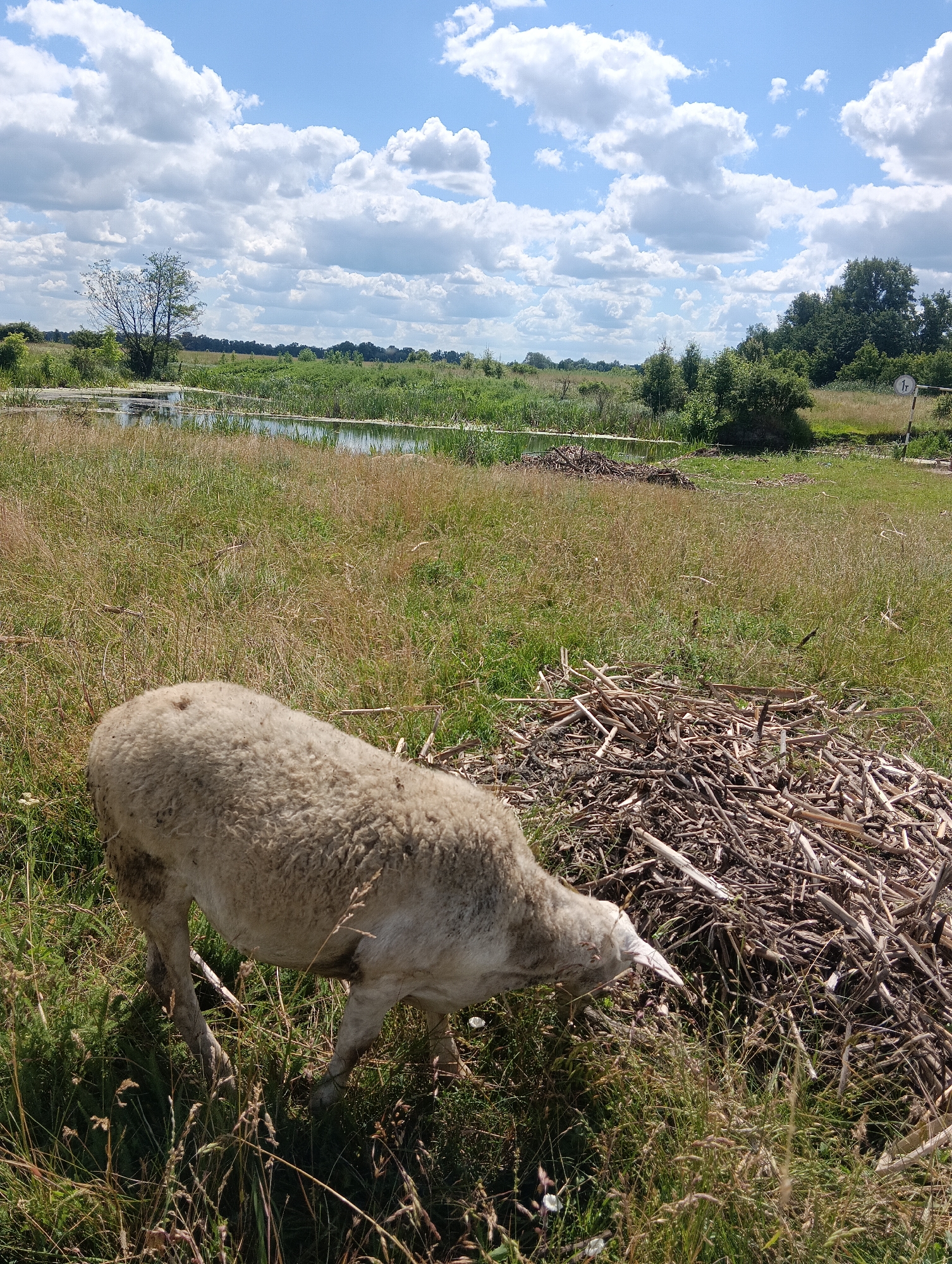 In an outdoor scene set in a grassy field under a partly cloudy sky, a sheep with light-colored wool stands in the foreground, facing right and grazing. To the right of the sheep, a pile of dried branches and twigs is visible. In the background, a body of water is present, bordered by reeds and grass. Beyond the water, a treeline extends across the horizon, with more trees and vegetation scattered throughout the landscape. A road sign with the number "1t" on a white circular background is visible on a metal post to the far right of the image. The overall environment appears to be rural or natural, with no signs of urban infrastructure other than the road sign.