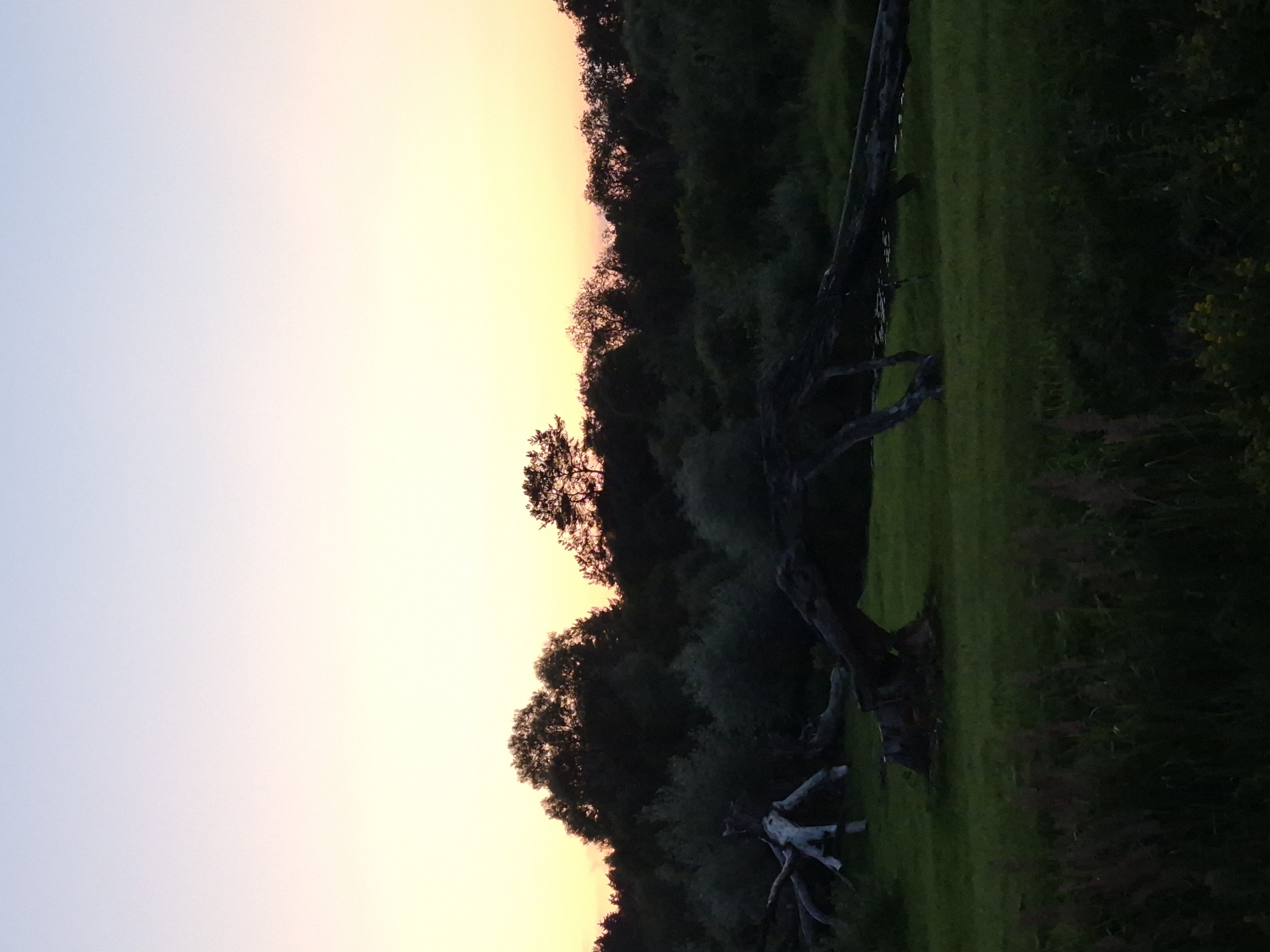 This is a photograph taken at dusk in Sooblase, Estonia. The image captures a natural scene with a focus on a fallen tree in the foreground, lying across a grassy field. Behind the tree, a dense forest forms a dark silhouette against the softly lit sky, which transitions from pale yellow at the horizon to a light blue at the top. The fallen tree appears to be large and gnarled, with exposed roots and branches. The environment suggests a rural or natural setting, possibly a park or a wooded area near a body of water, as indicated by the subtle reflections on the surface behind the tree. There are no people or animals visible in the frame. The overall mood is tranquil and serene, characteristic of twilight.