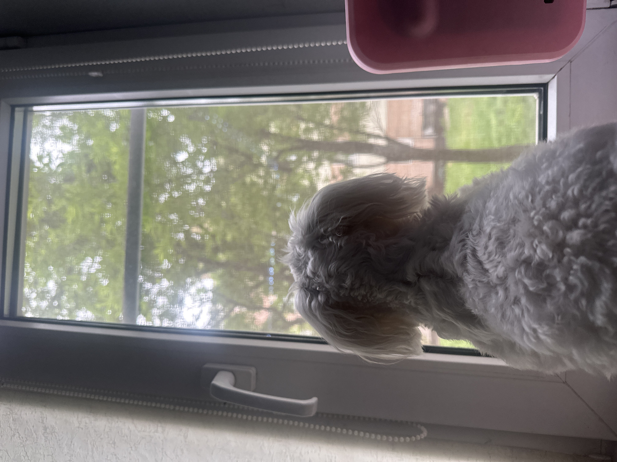 A fluffy white dog is perched on a windowsill, looking out through a window with a screen. The window reveals a green outdoor scene with trees and what appear to be buildings in the background, indicating a residential or urban setting. The dog is facing away from the camera, with its back and the back of its head visible. The interior of the room is dimly lit, with a white handle on the window frame to the left and a pink object to the right. The overall impression is of a pet observing the outside world. This scene is from Petropavlovsk-Kamchatsky, Russia.