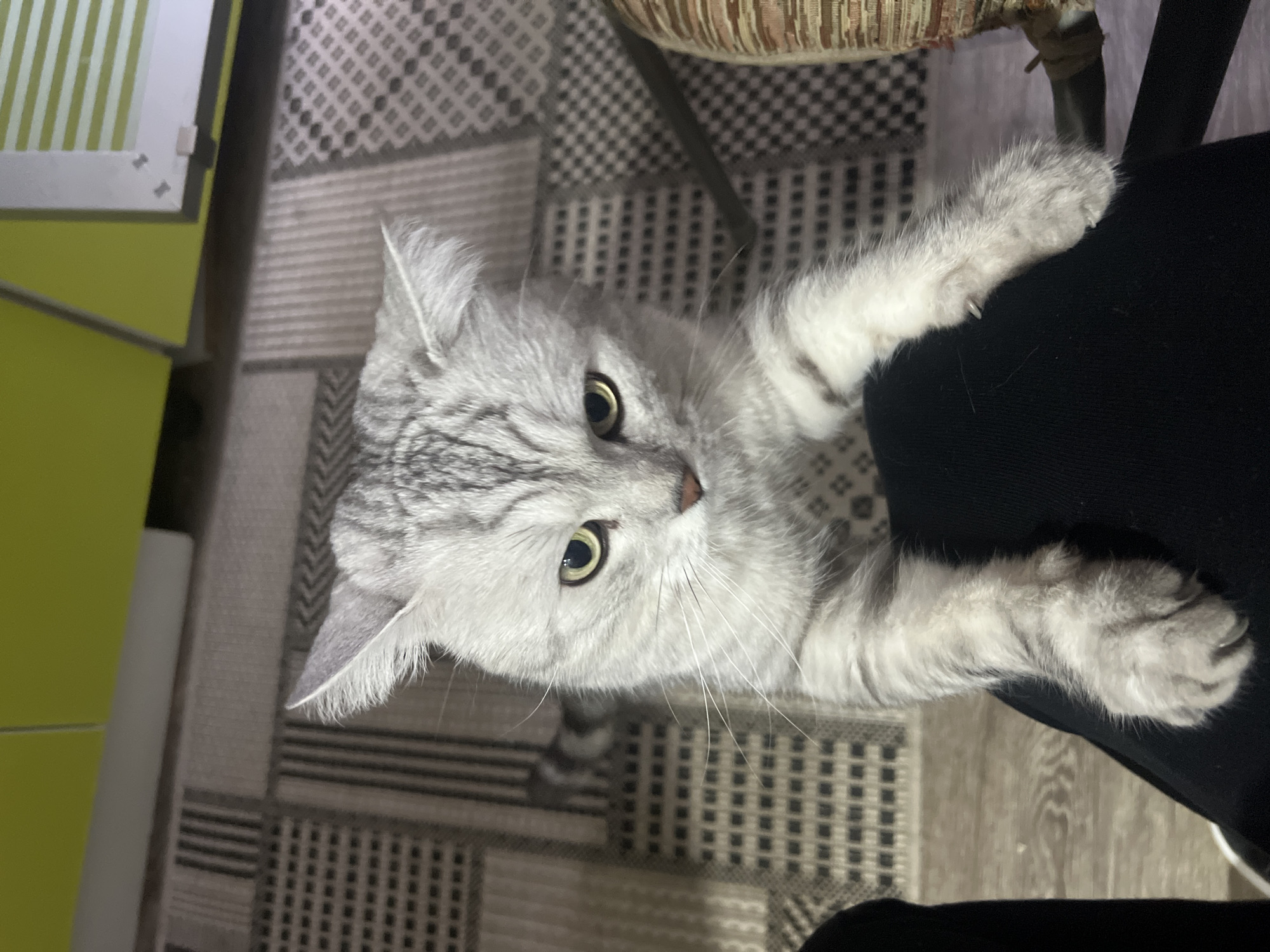 A gray tabby cat clings to a person's leg, which is clad in black clothing. The cat's paws are visible, gripping the fabric. The background includes a patterned rug, a green and white cabinet, and a chair with a patterned seat. The location is Chaikovsky, Russia.