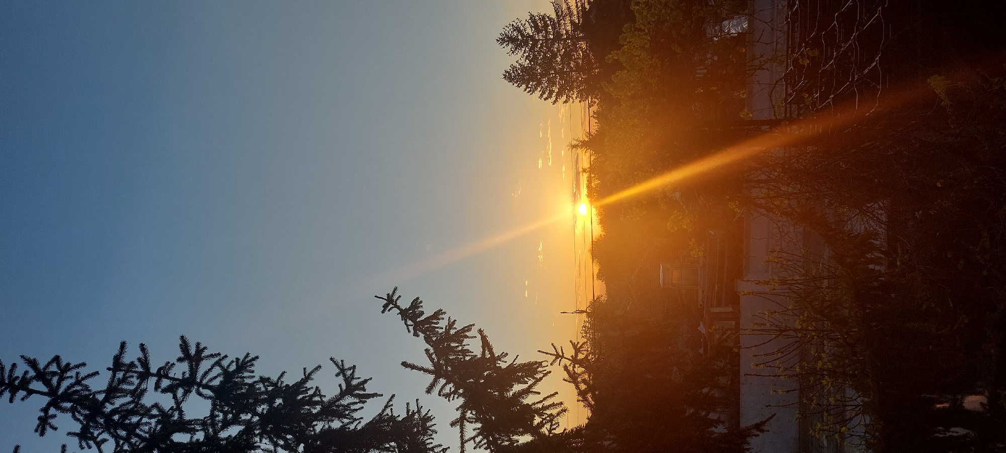 The image captures a vibrant sunset or sunrise over a serene landscape, likely in Yagodovo, Bulgaria. The sun, a brilliant yellow-orange orb, is positioned low on the horizon, radiating intense light and prominent sunbeams that stretch diagonally across the frame, creating significant lens flare.
The sky transitions dramatically from a clear, deep blue in the upper left to a warm, hazy yellow and orange around the sun and towards the horizon. The horizon line suggests a broad expanse, possibly overlooking a valley, distant hills, or a body of water, though specific geographical features are indistinct due to the backlighting.
In the foreground, the dark silhouettes of coniferous trees, possibly spruces or firs, dominate the lower left and upper right corners, with their distinct needle-like branches sharply defined against the bright sky. Other trees and dense foliage are visible in the mid-ground, mostly obscured by shadow and the intense glare of the sun. Faint structures resembling distant buildings, power lines, or a fence with a trellis pattern can be glimpsed through the haze and shadows on the right side of the image.
The scene conveys a peaceful and awe-inspiring mood, typical of dawn or dusk. There are no people visible, and no discernible text is present in the image. The weather appears clear with some atmospheric haze contributing to the dramatic lighting.