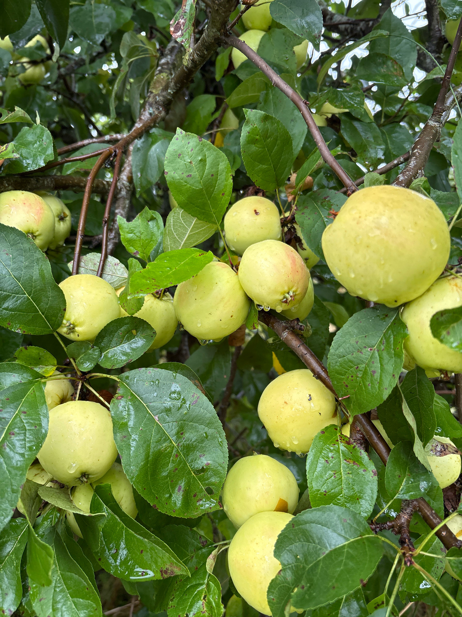 A close-up, eye-level shot captures a cluster of ripe, greenish-yellow apples hanging from a tree branch in Lyady, Russia. The apples are round and some show a faint blush of pink. Water droplets glisten on the surface of the apples and the surrounding lush green leaves, indicating recent rain. The branches are rough and brown, with a few scattered, darker brown spots on the leaves, possibly blemishes or the beginnings of decay. The background is a blur of green foliage and dappled light, suggesting an outdoor, natural setting. No people or animals are visible in the image.